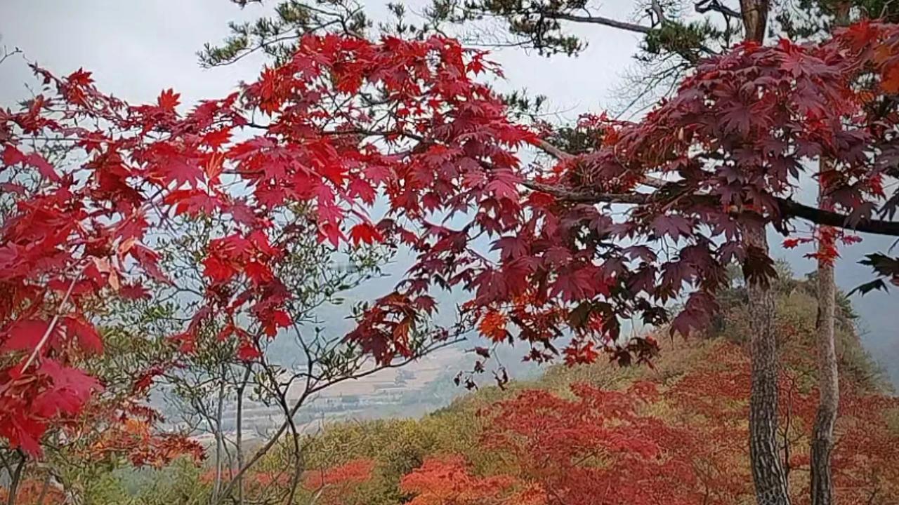 #记录秋日生活点滴# 10 月 秋意浓浓，天空湛蓝如宝石，云朵洁白似棉絮，而大地