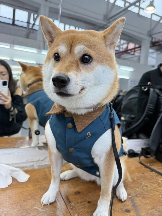 感觉我的小狗很腼腆的样子