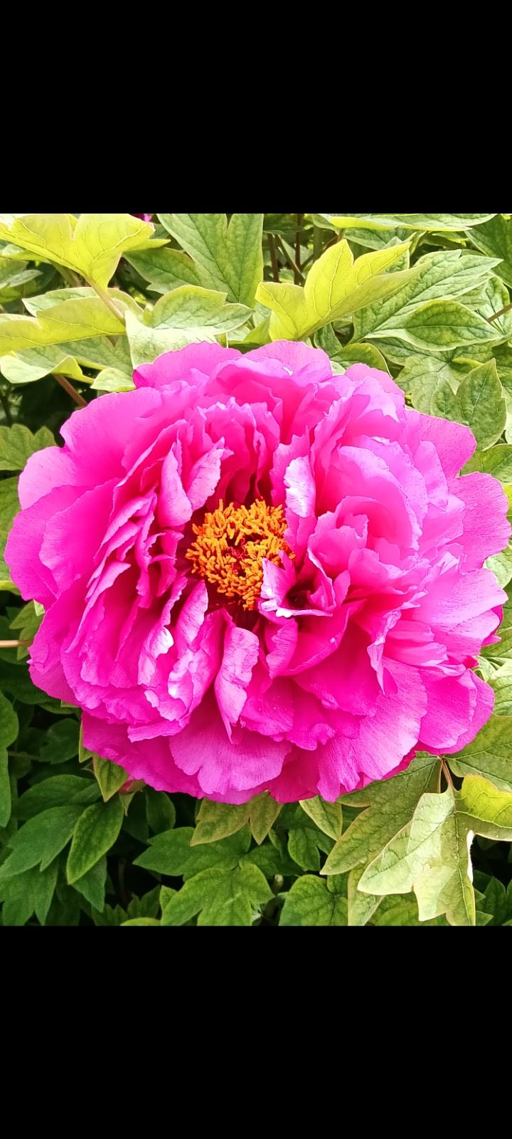 国色天香·盛世如花