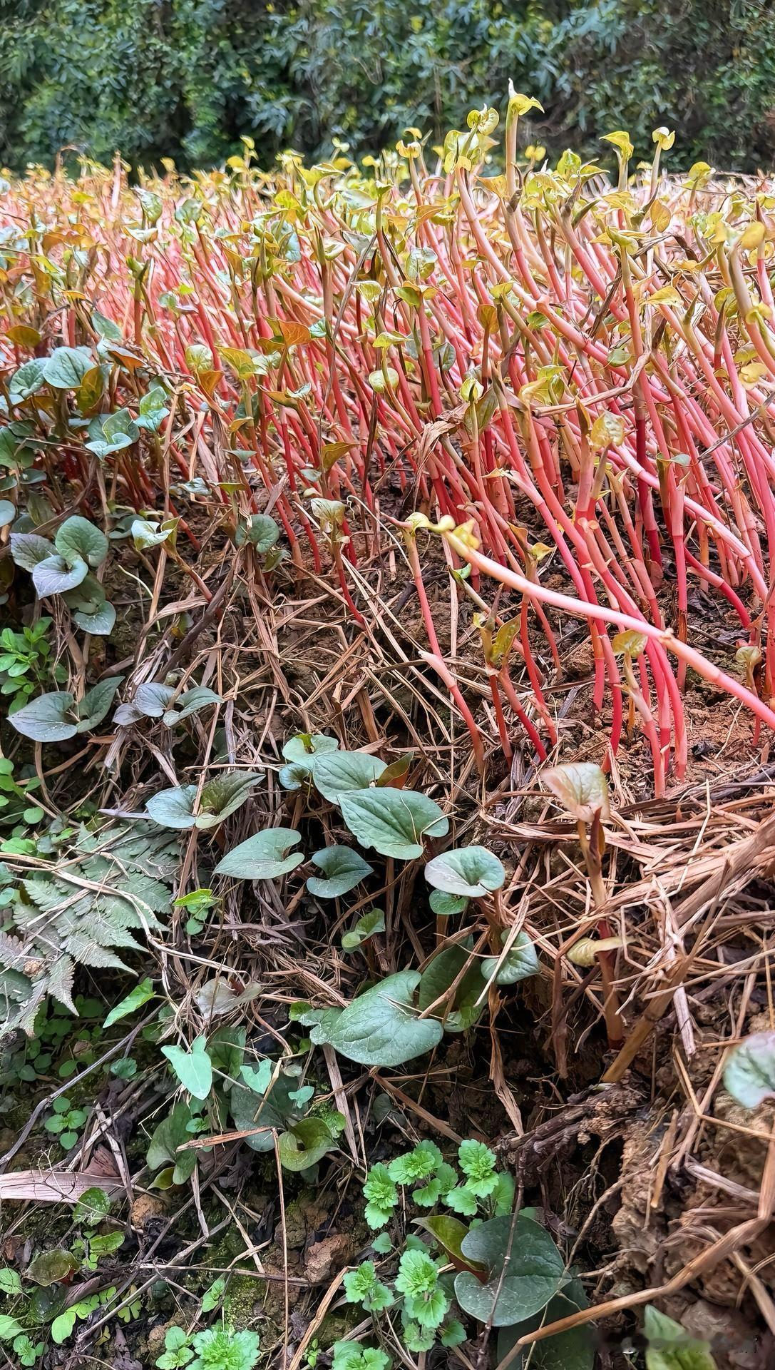 川渝地区最具代表性的三种蔬菜，你喜欢吃吗？