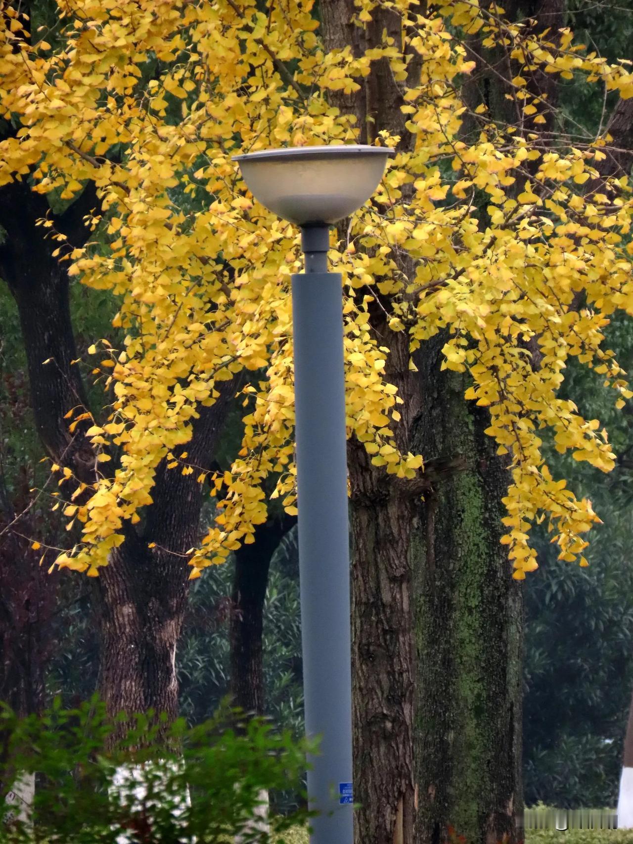 冬意渐浓，落叶纷飞，树下的灯柱在金黄中静静伫立。🍂🍂🍂