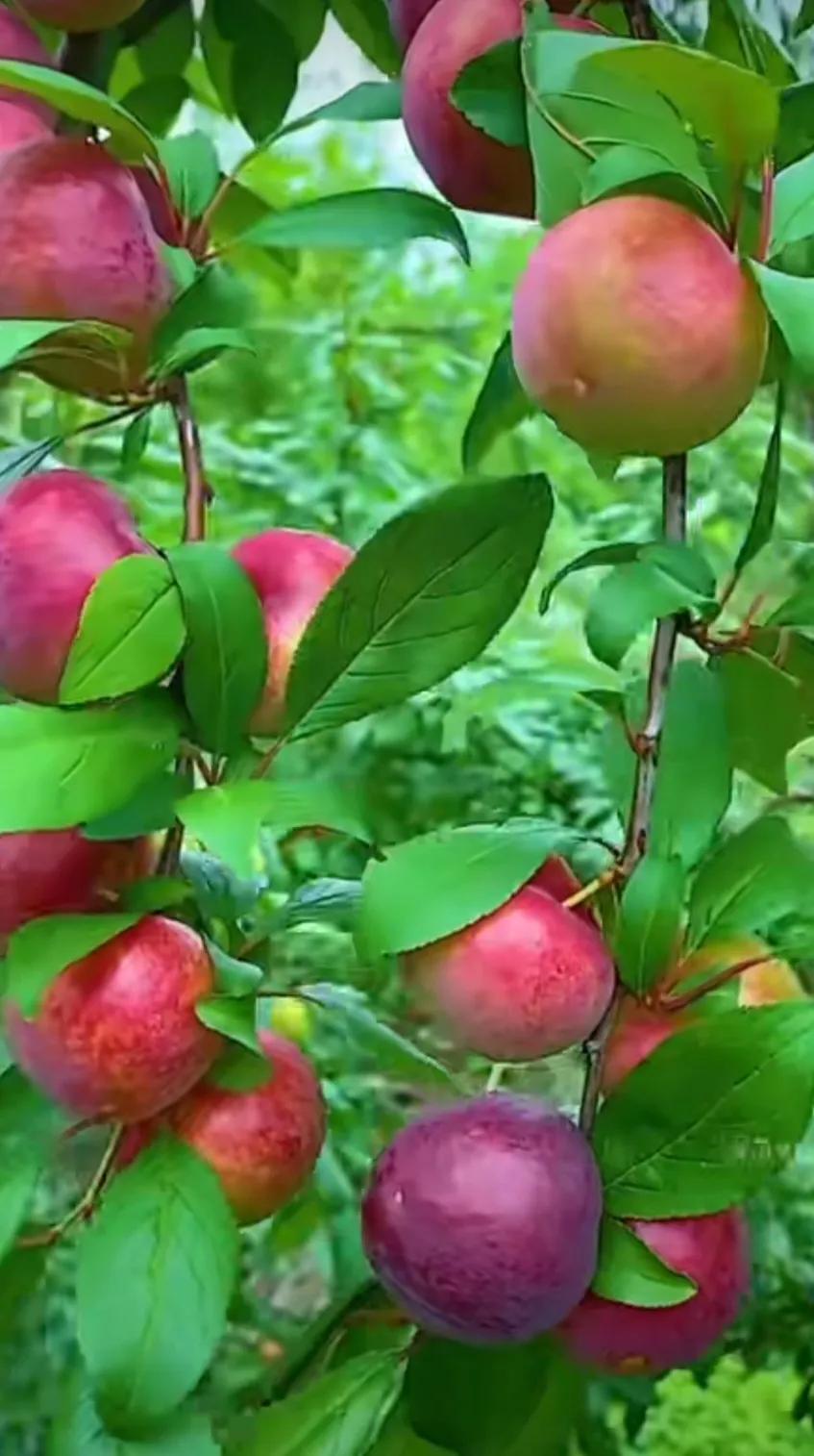 △△新秋味道△△
新季喜气扬，果园飘甜香。
秋实送欢快，美意醉家乡。
心略浮思虑