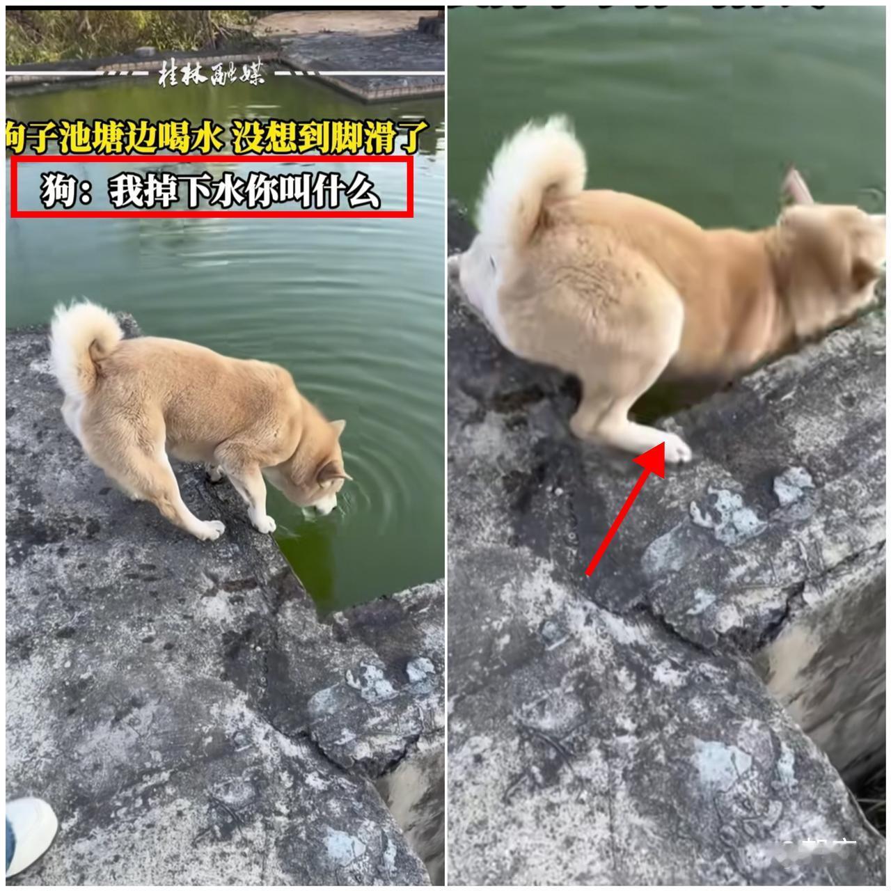 太搞笑了！

贵州这只狗狗的喝水翻车现场，又好笑又让人捏把汗！
 
出门溜达渴了