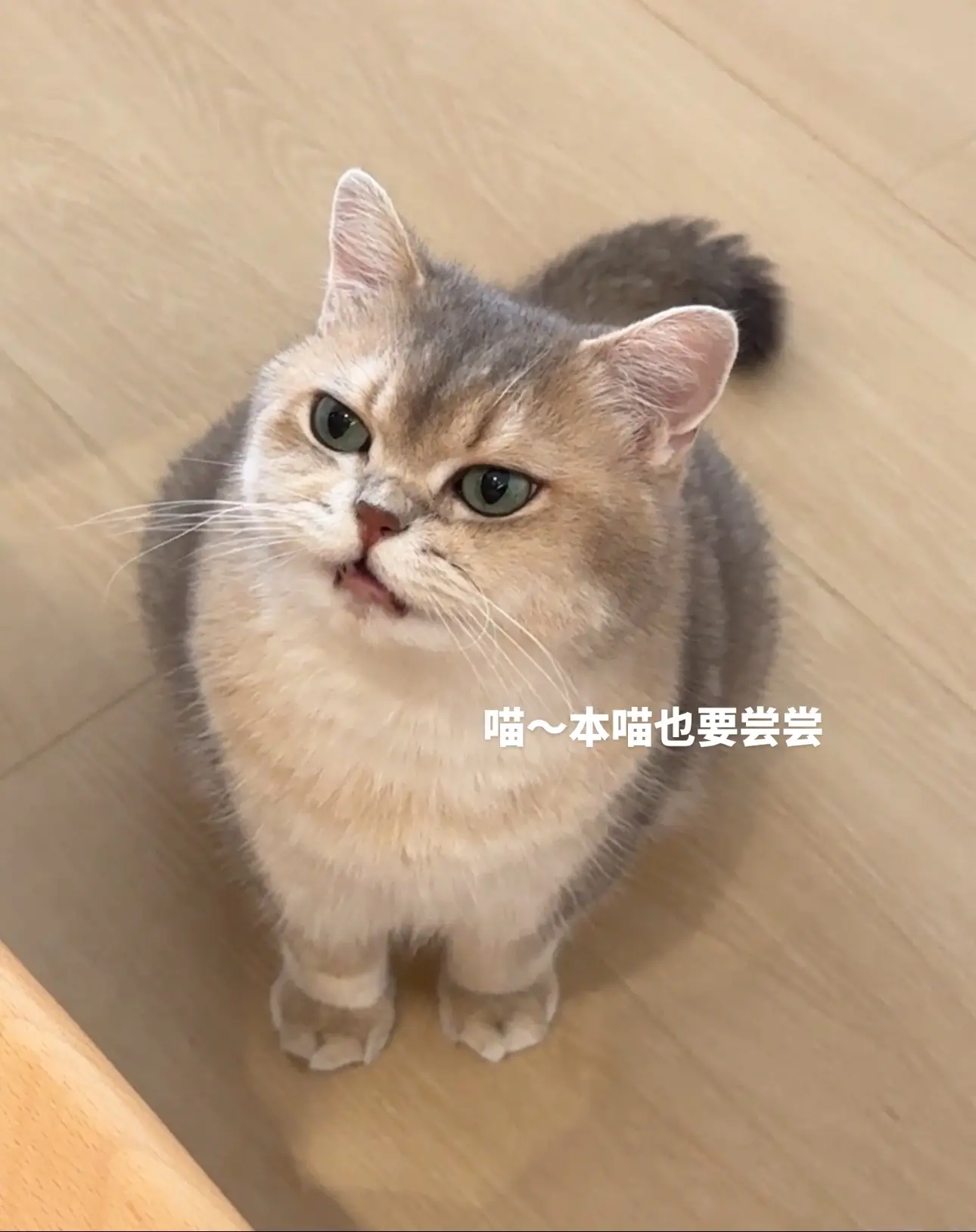 猪咪第一次尝试烧鹅腿腿