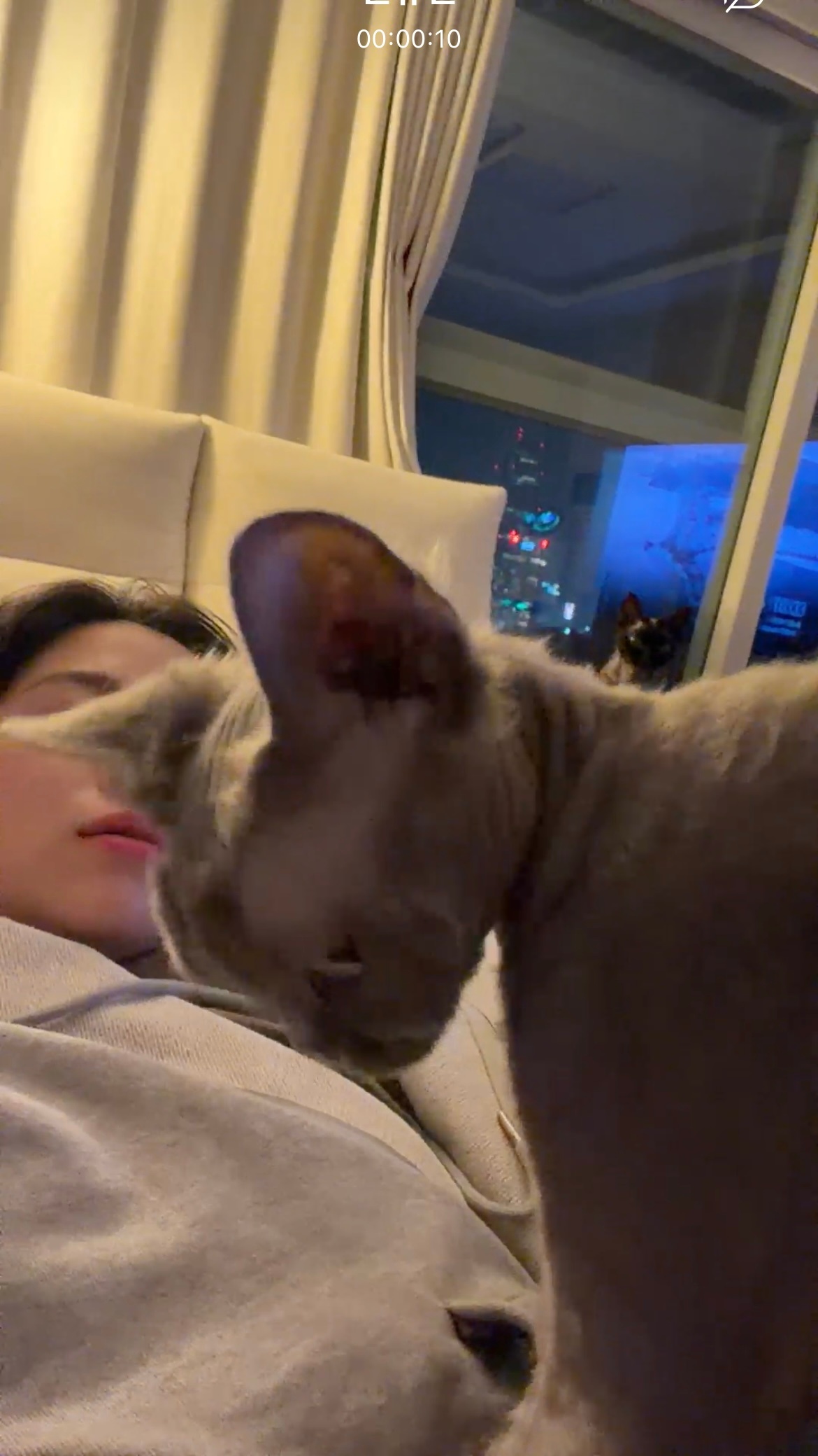 一进去就是这个猕猴桃在瞪我 