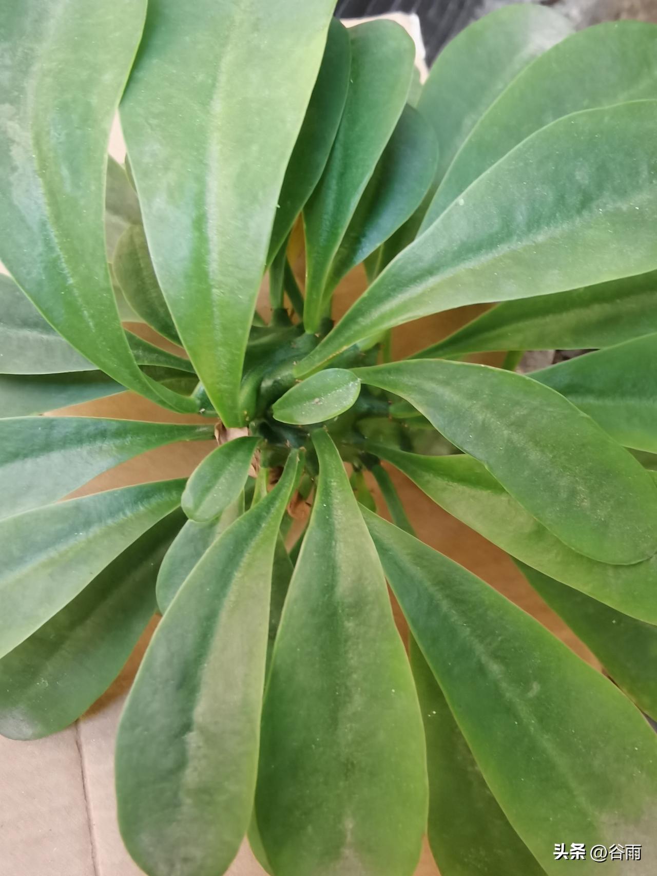 阅读分享：
      今天分享稻盛和夫的一句话：钱没了，可以再挣，工作没了，可