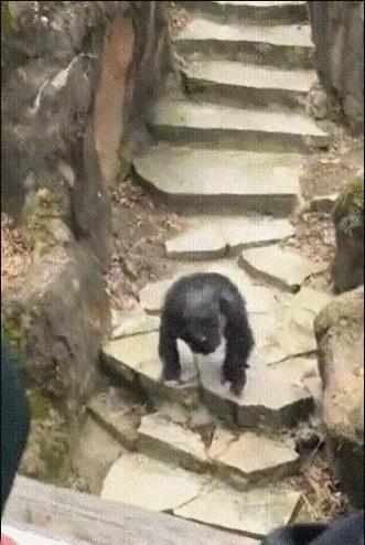 黑猩猩向老奶奶的脸上扔了一坨大便 ​​​