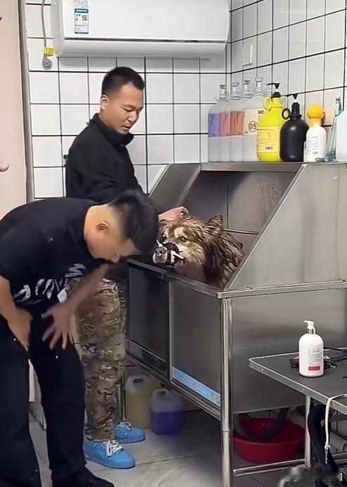潘虹说不是自己艾特早死了，这是人说的话？还在嘴硬自己没虐狗害死艾特，因为潘虹在给