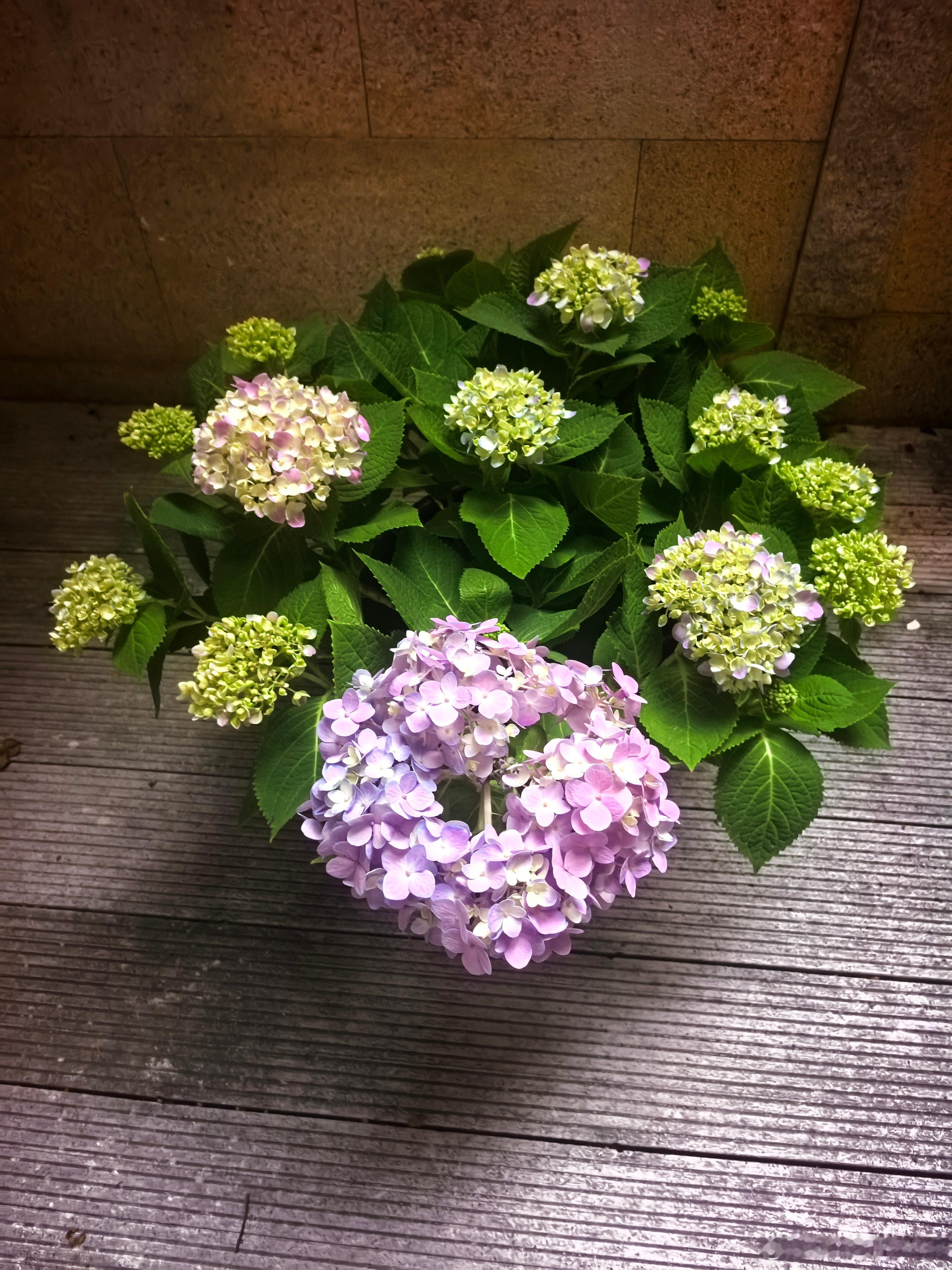 做父母的一定要做到“一碗水端平”所以 给女儿买花 给儿子也一定要也买一盆只是小不