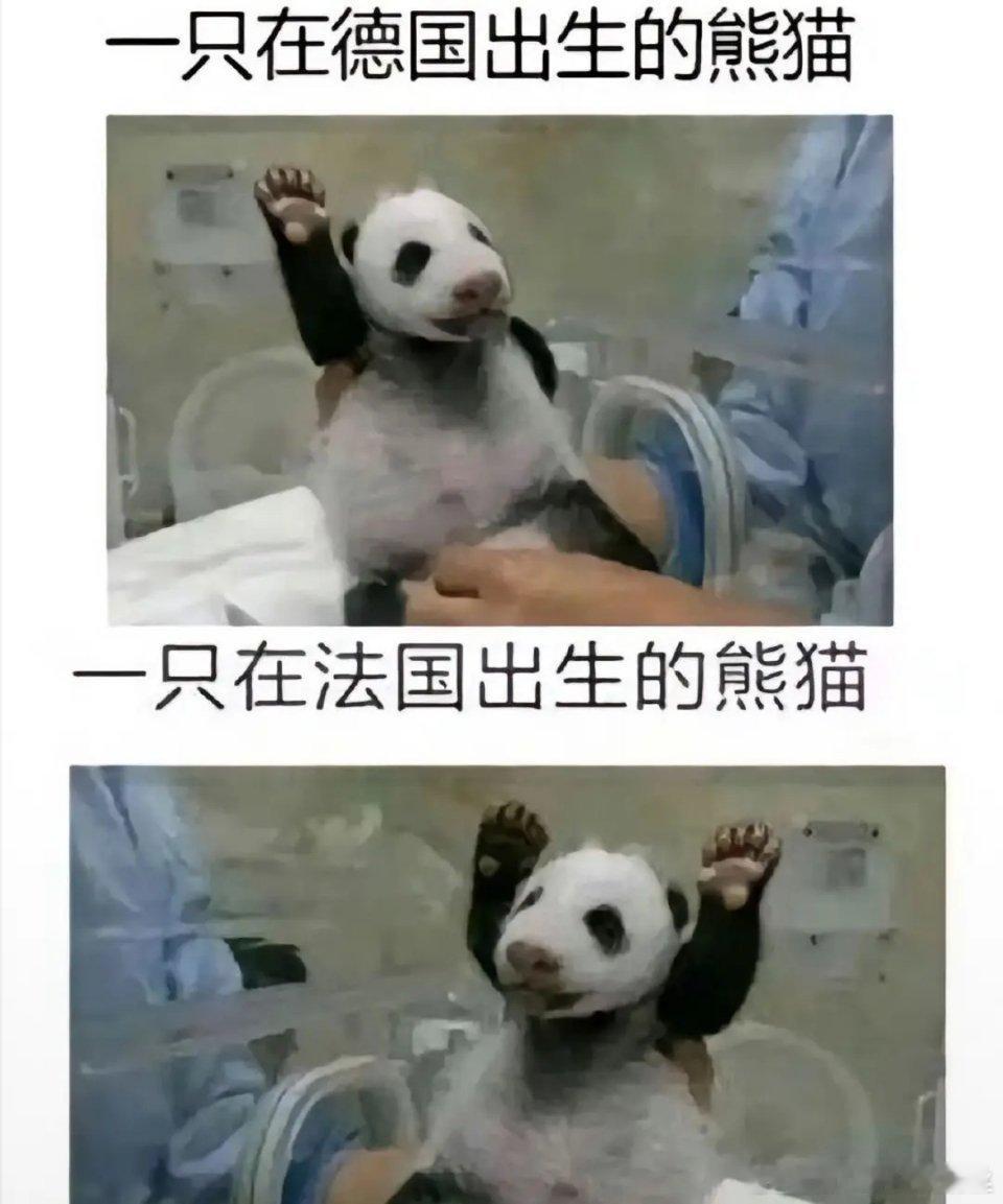 入乡随俗的大熊猫 ​​​