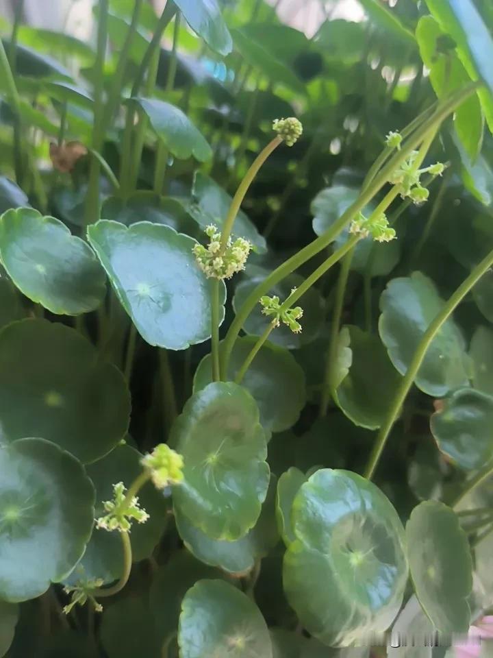 铜钱草，你认识吗？见者有份