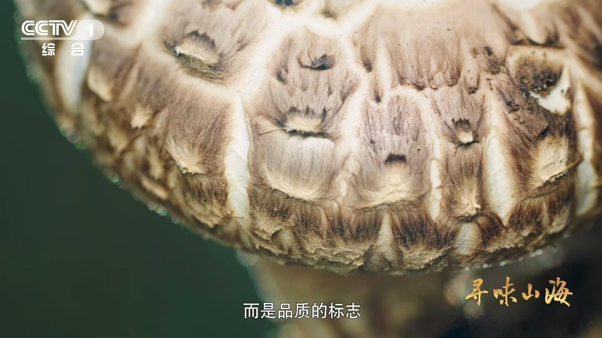 干香菇鲜香菇哪个更好吃随州花菇能称得上香菇中的极品是有道理的，它本身长得就很有辨