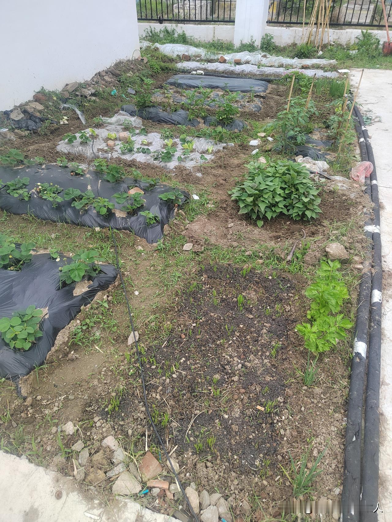 自给自足的绿色生活，亲手种下健康与幸福。