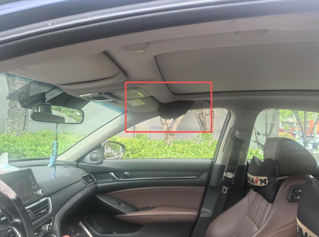 未关车窗！
“我也就离开了大概15分钟，回来就发现车窗边围了一大群蜜蜂，居然已经