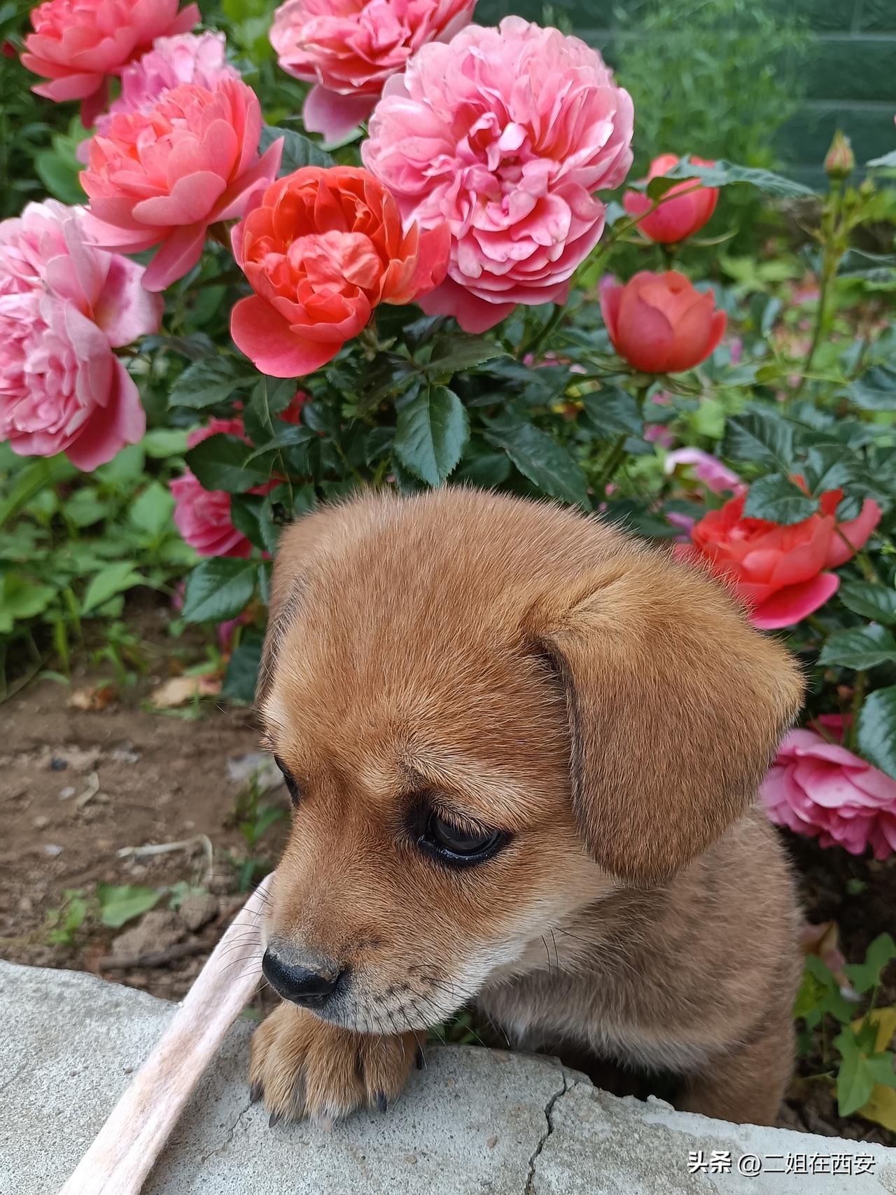 昨天，门前下水沟捡到一只流浪狗的小崽崽，抱回家给洗了个热水澡，然后给做了一顿丰盛
