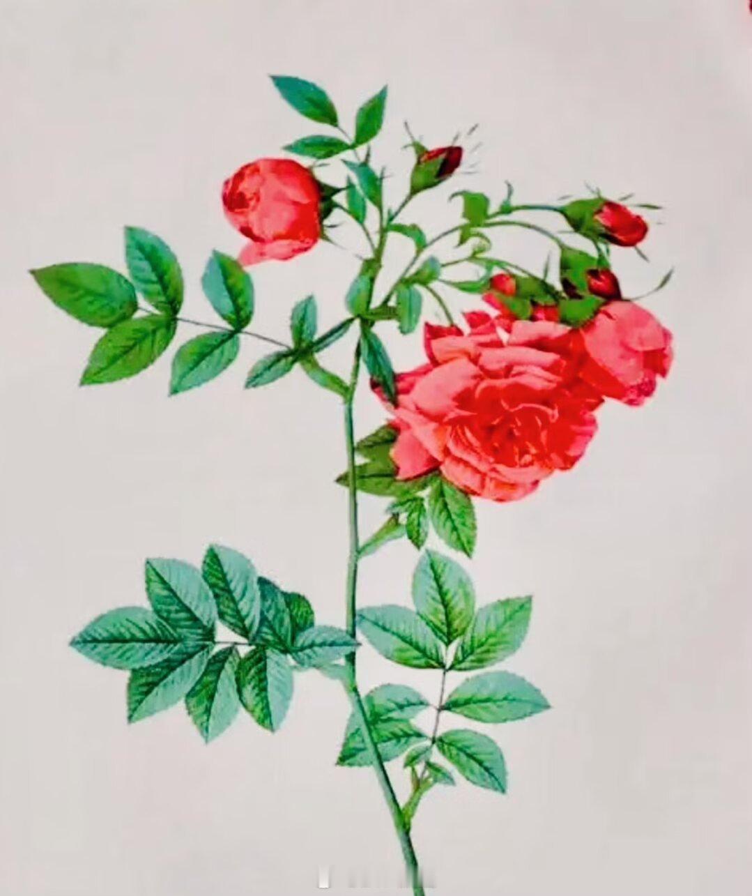 艺术家Pierre-Joseph Redouté 以玫瑰、百合等花卉水彩画闻名，