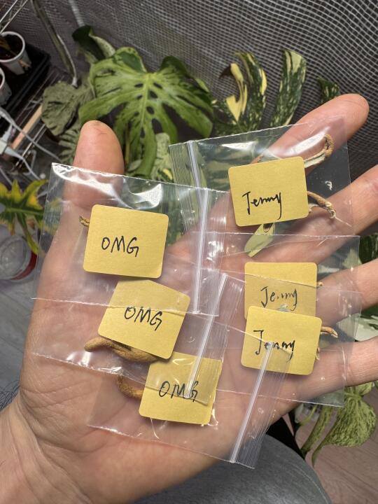 多余孢子手，随缘出