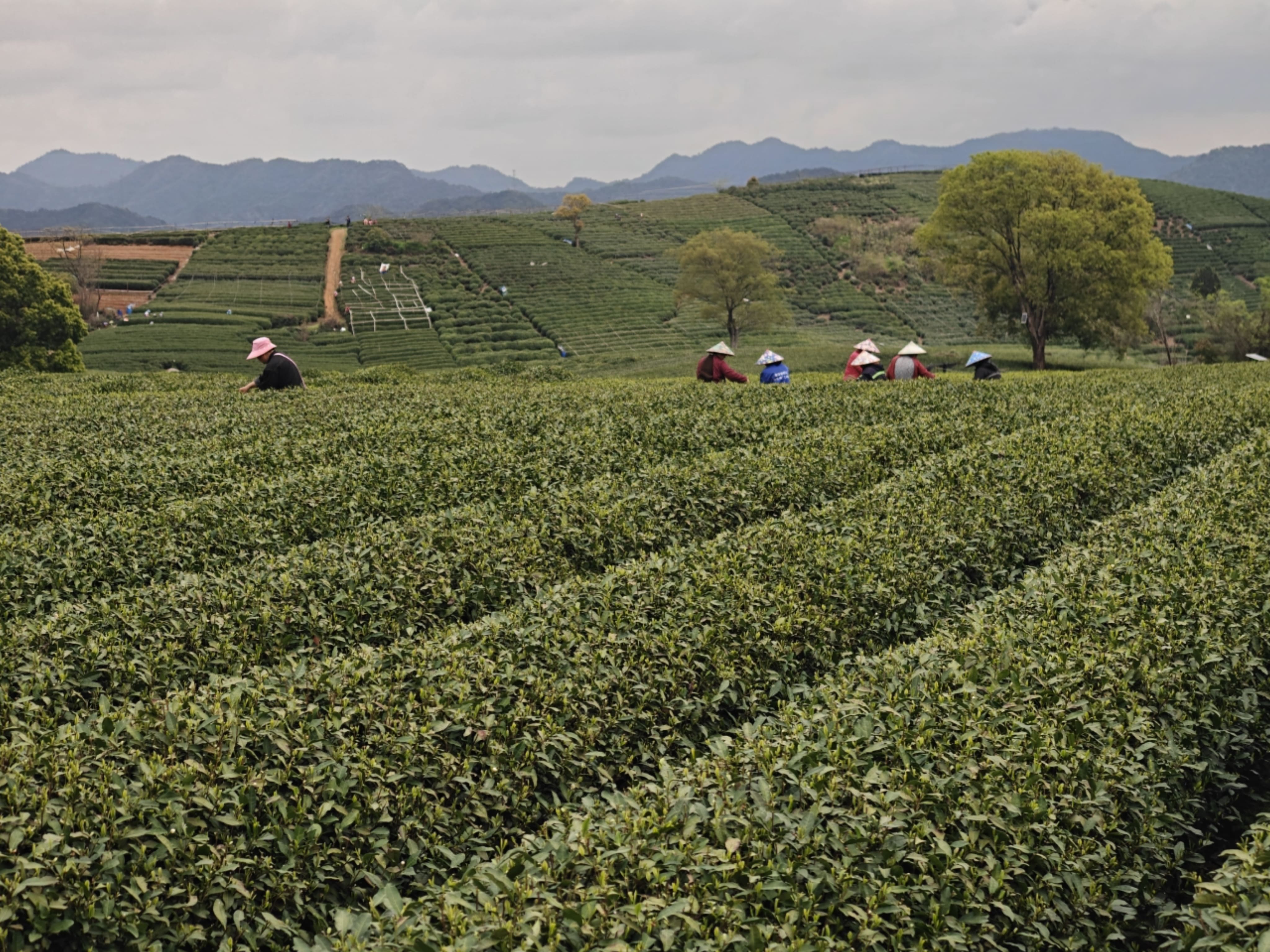 盒马的茶生意，从打破信息差起步