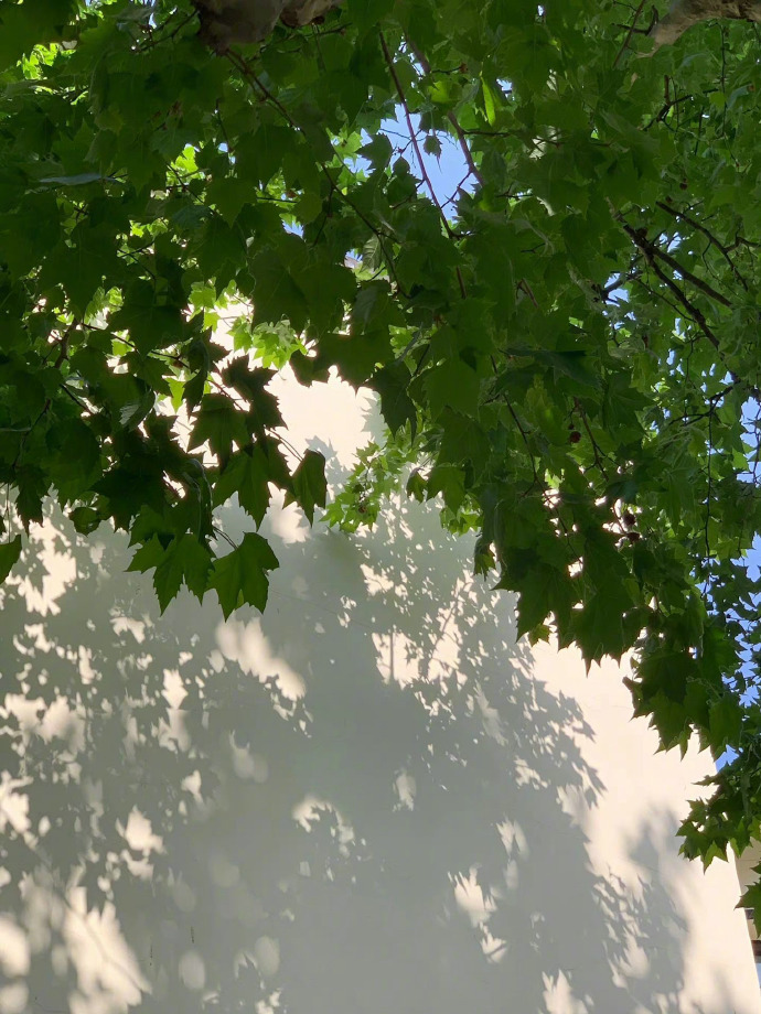 人到底能够感受多少个夏天 
