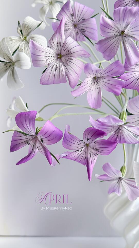 大花.麦仙翁｜春天就该看花开