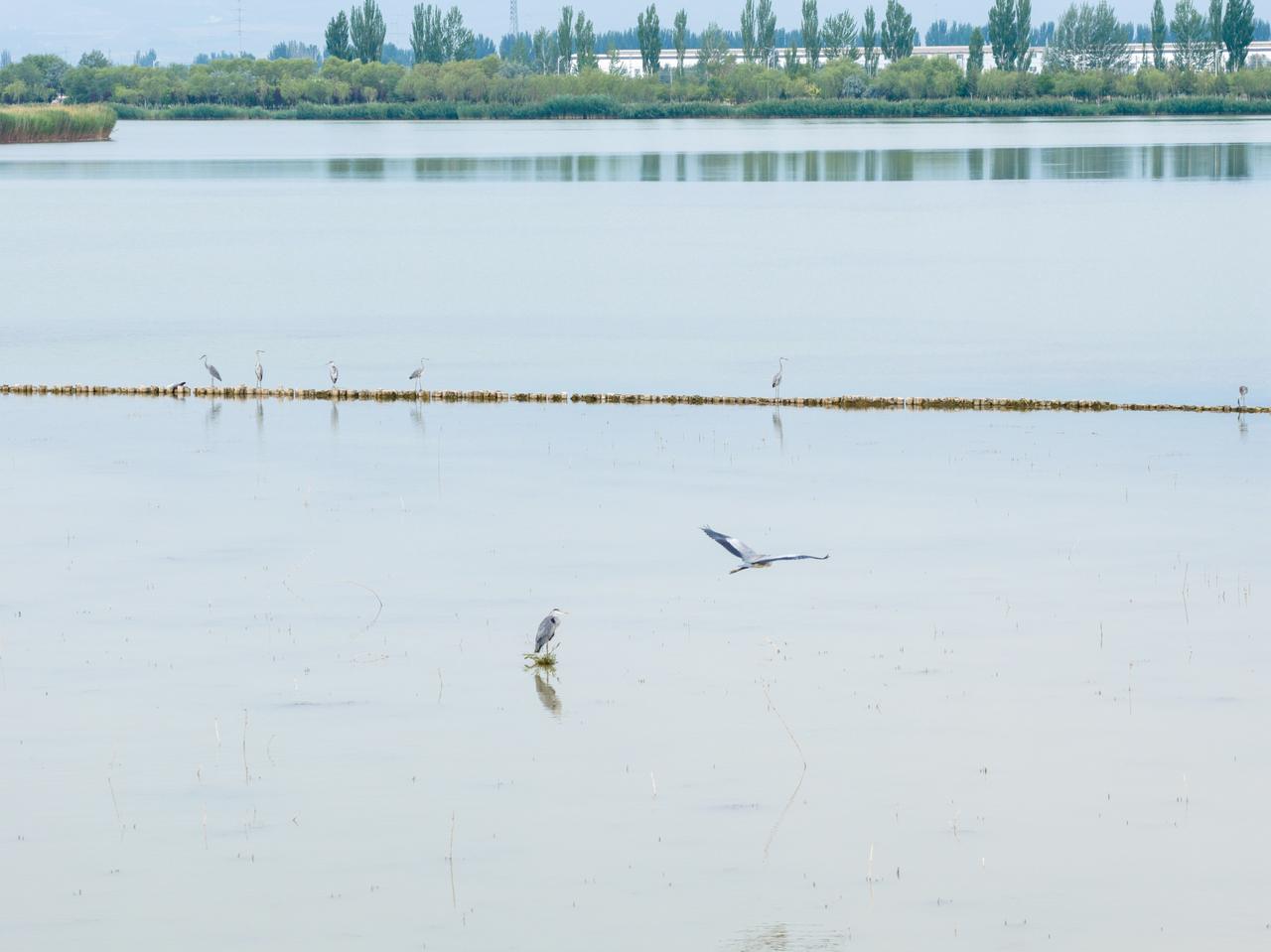 银川不愧是“赛上湖城”啊，这黄河边到处都是湿地，到处都有超多的鸟儿~完全和想象中