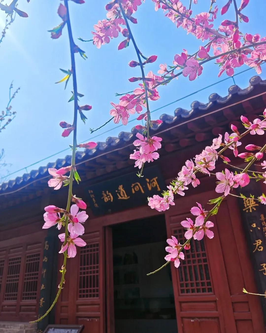 发一张你相册最美的风景吧 河间府署里的古韵与春光，春有约，花不误，岁岁年年不相负