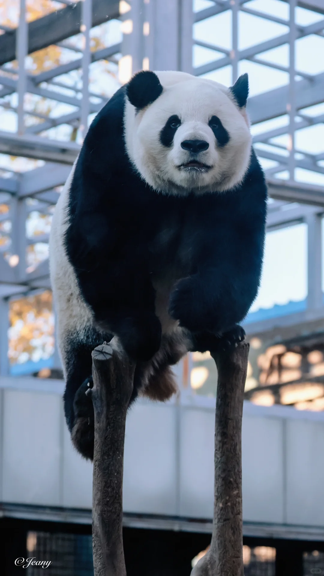 2024.11.22萌兰🐼和ee们招手快来看我一字马