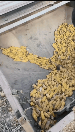 这么做不仅有些残忍，而且也糟蹋粮食了，这样的粮食还卫生吗？这样的粮食还安全吗？对