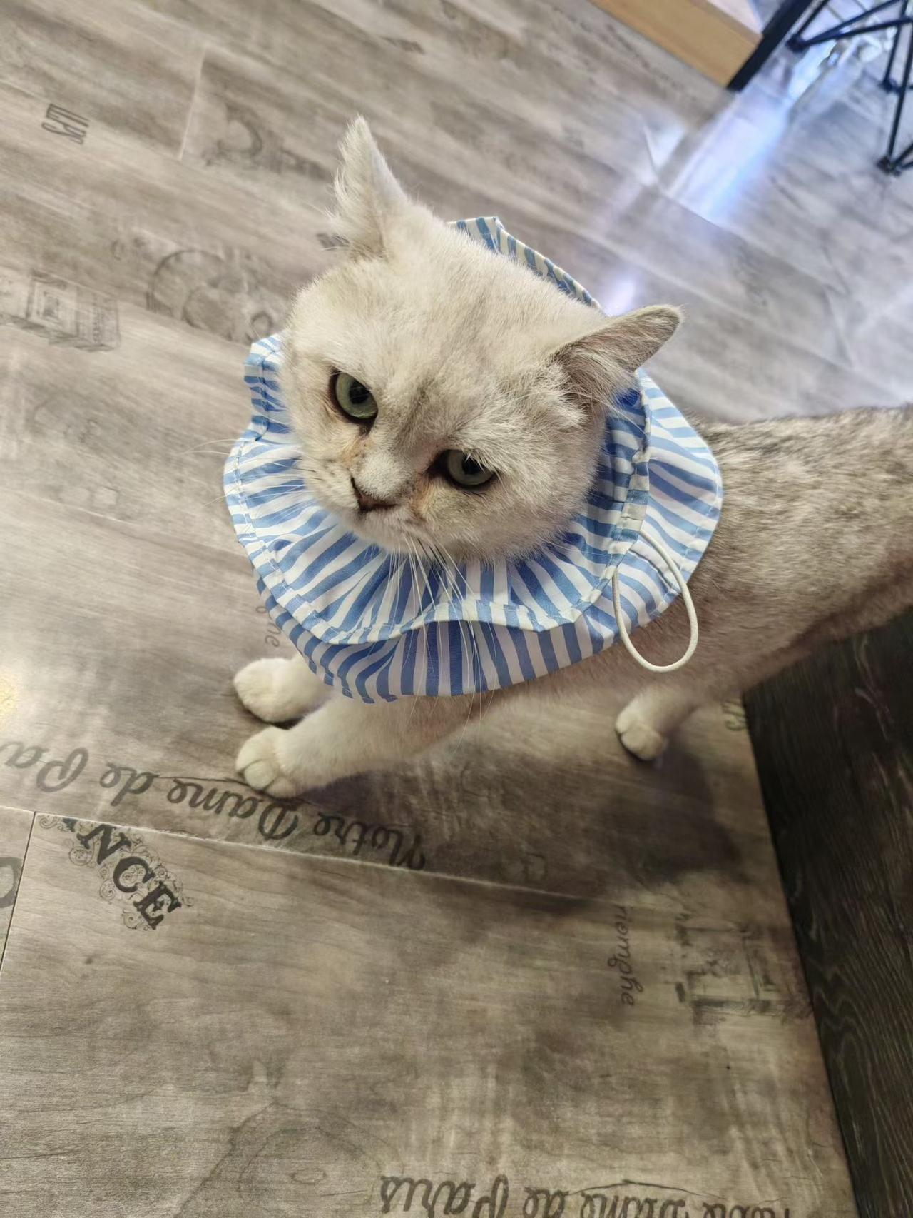 猫咪是不是很可爱啊?
家里养只懂事小猫真的太省心了，从来不会肆意捣乱拆家，安静温