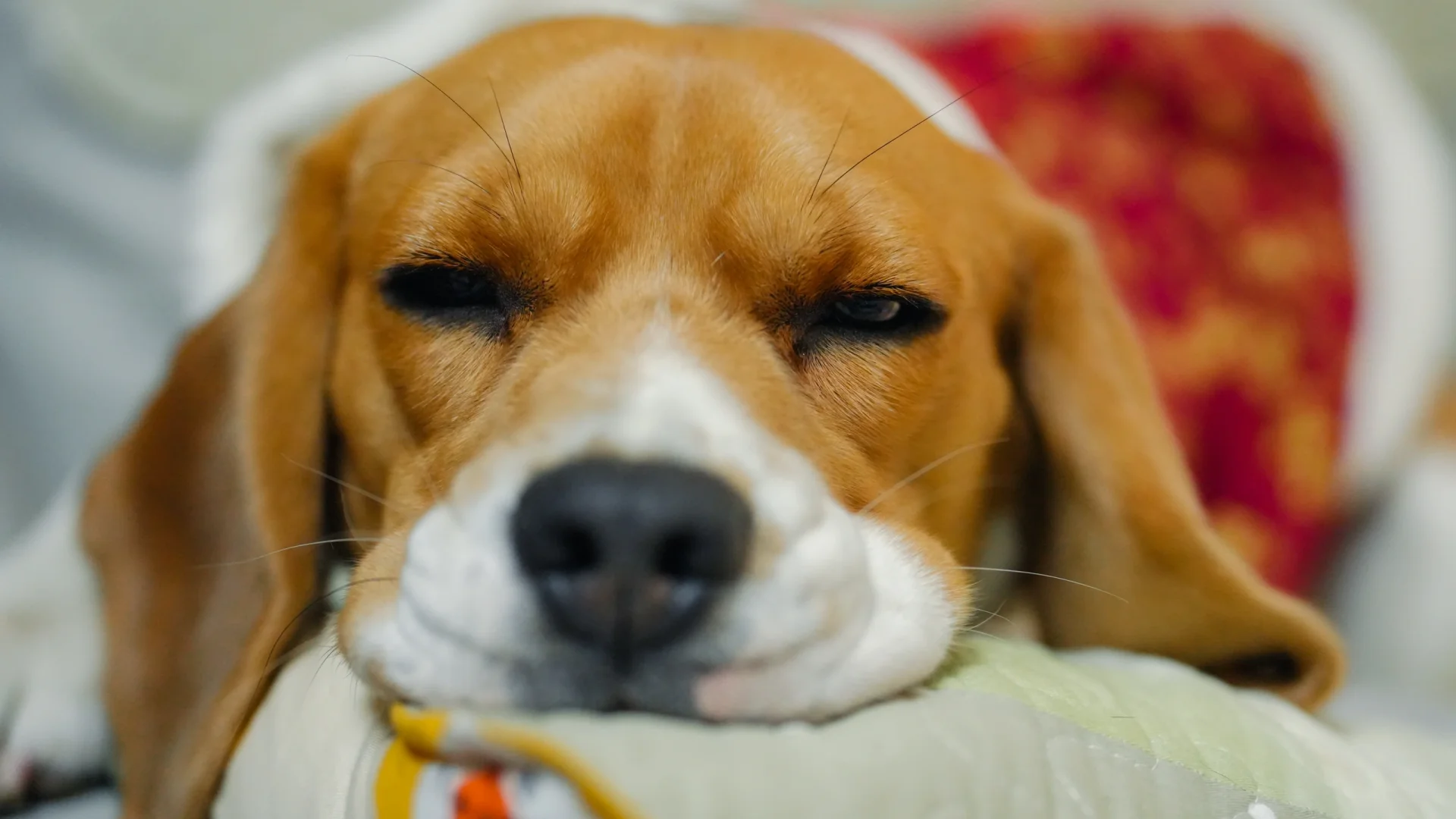 布鲁酱：跨年接客电量告急啦 困死宝了