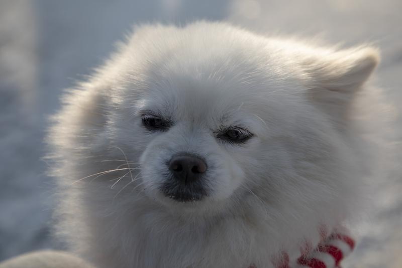 长沙有个47岁的女子，两个月前被自家幼犬轻咬了左手无名指，她觉得“伤口小”“家养