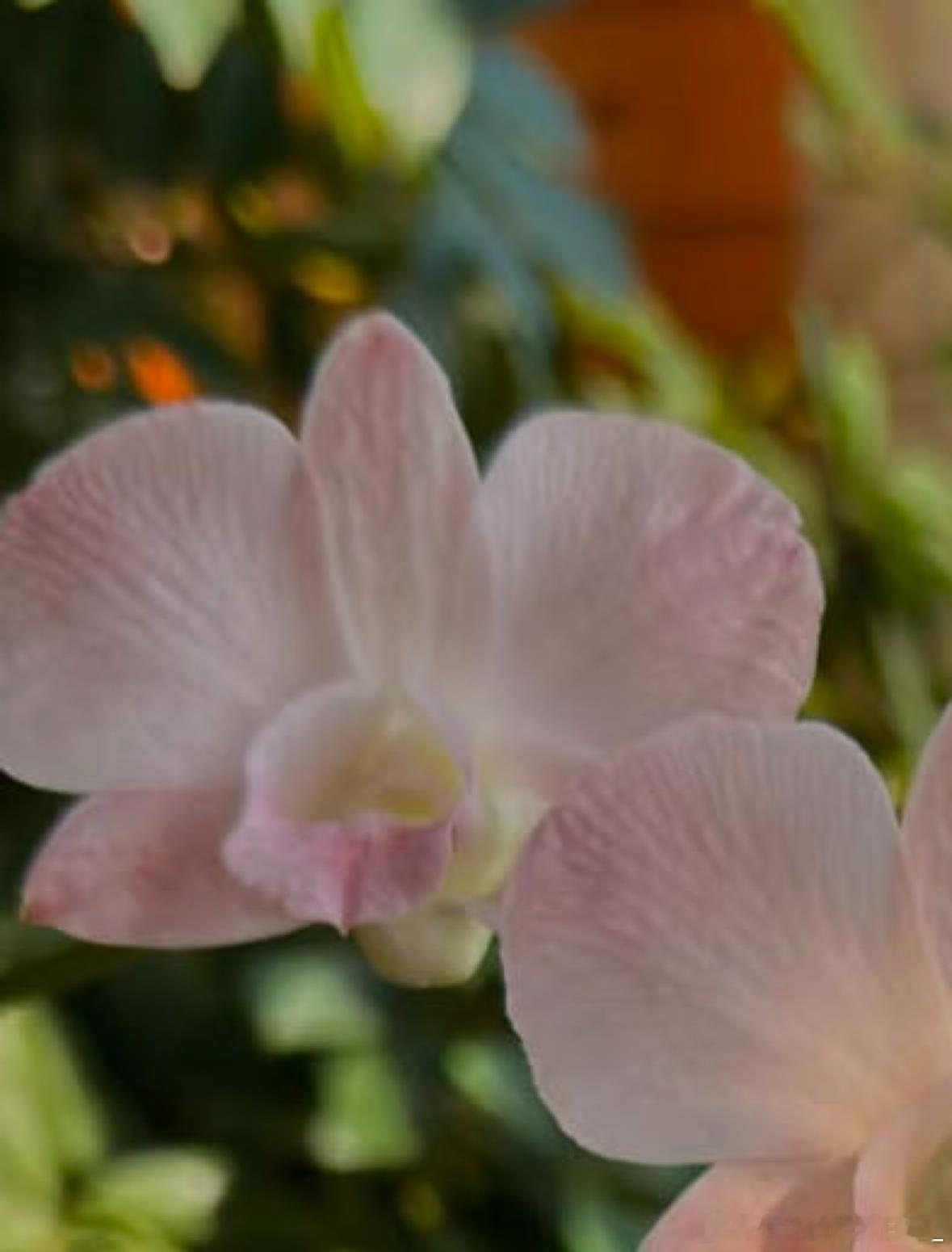 石斛兰的核心种植方法：1. 栽培方式：1️⃣附生（模拟原生环境）：绑在树干、蛇木