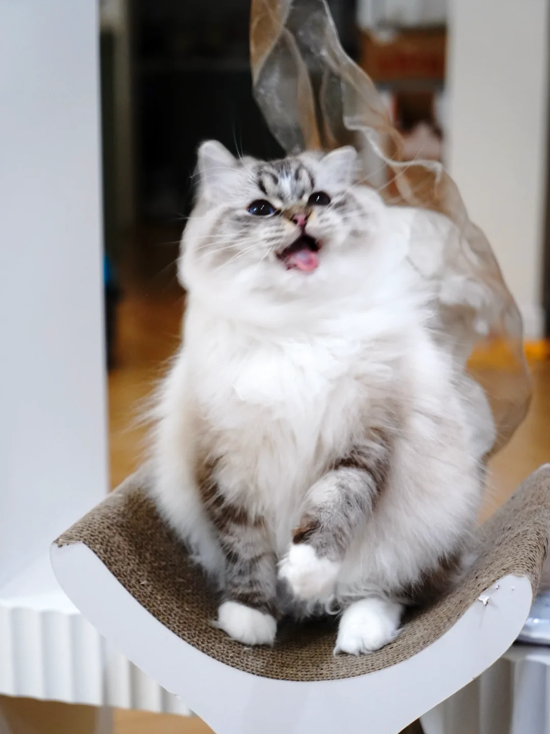 这一张，是小猫的勋章！✨