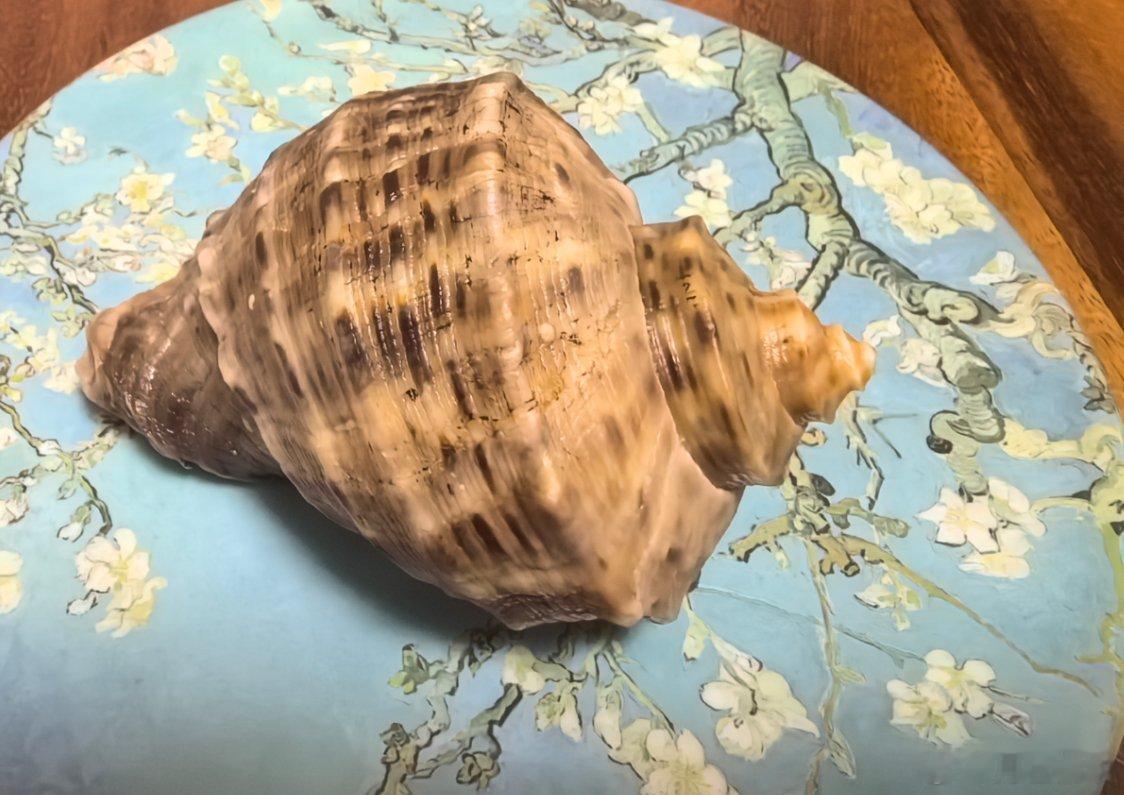 在天津吃的大海螺的壳，带回来洗干净了，用白醋泡完没味道了，但是壳子颜色脱色了，弄
