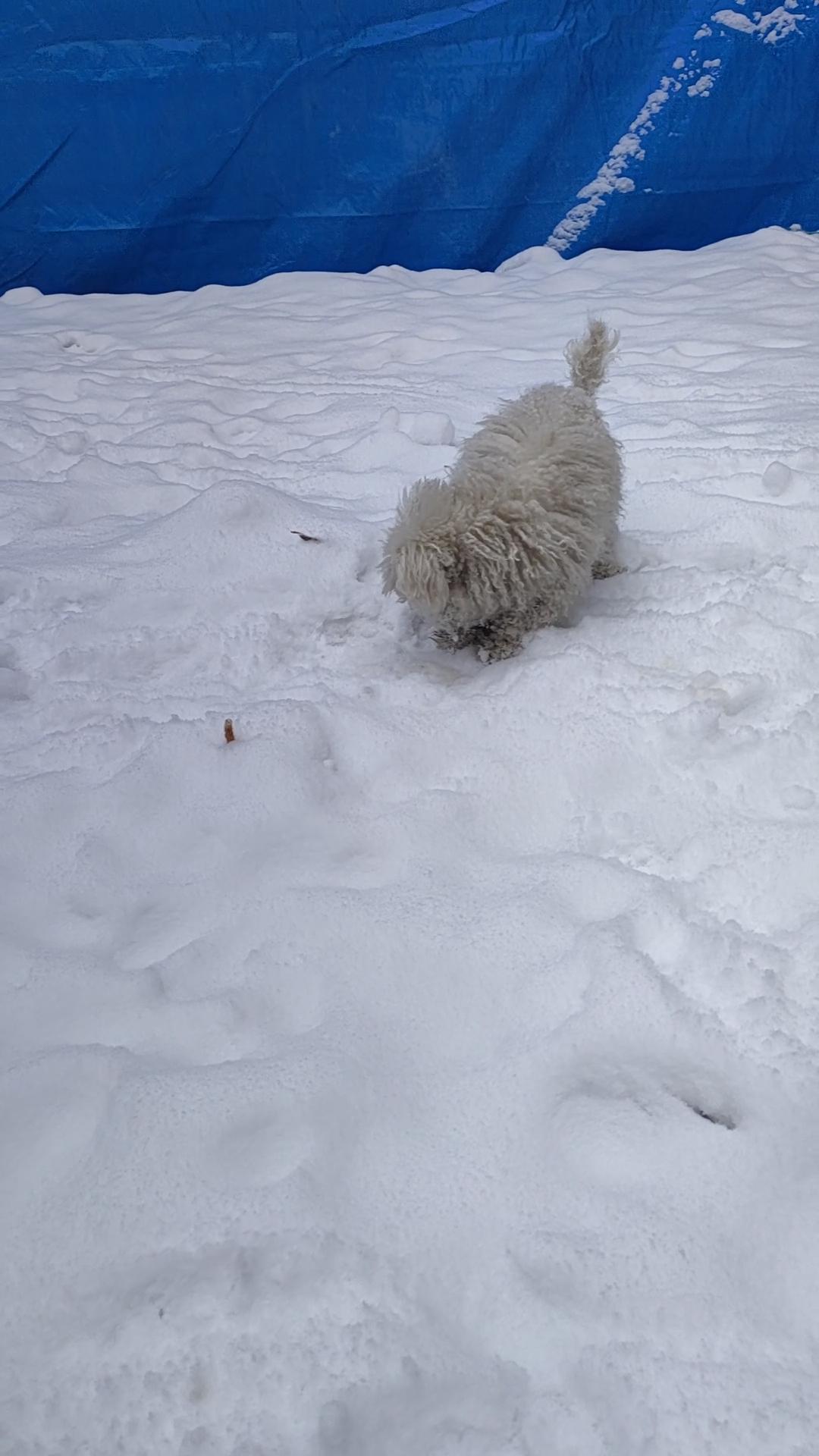 我家狗狗的名子叫米乐[大笑]谢谢你的评论！//@头条评论精灵:好美的雪景描写，感
