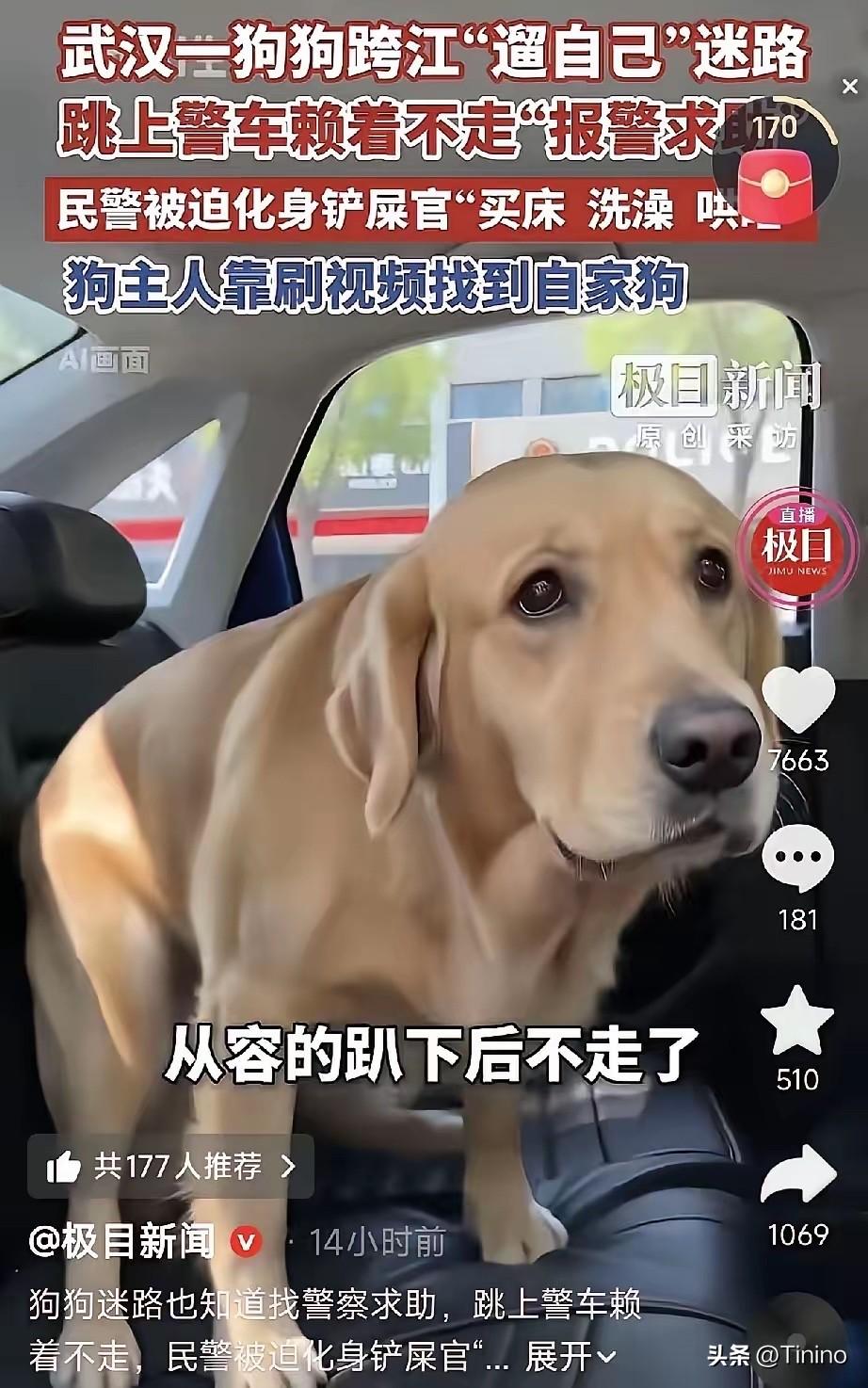 武汉一只拉布拉多趁家门疏漏私自出门闲逛，贪玩走远意外迷路。不同于慌乱逃窜的走失宠