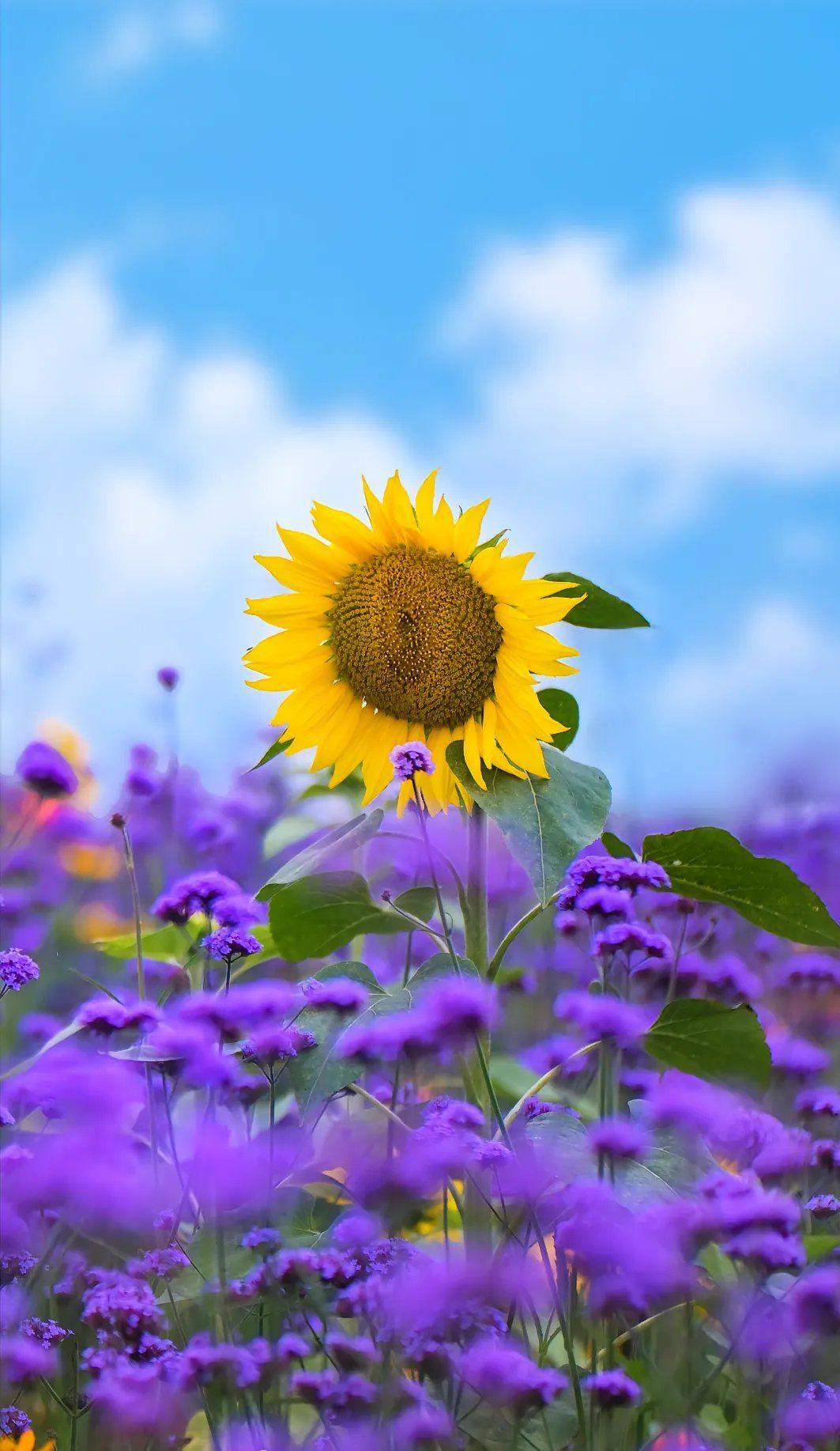 治愈系美景照分享心若向阳，无畏悲伤。就像这株向日葵，始终追着光的方向生长，周围的