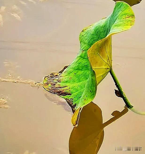 遇见过你的“小荷刚露尖尖角”，
遇见过你的“接天莲叶无穷碧”，
遇见过你的“映日