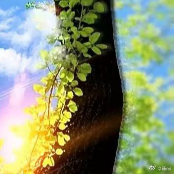 每日一善❤️阳光信用❤️ 阳光信用 每日一善经历过风雨,心会变得更坚韧,擦肩而过