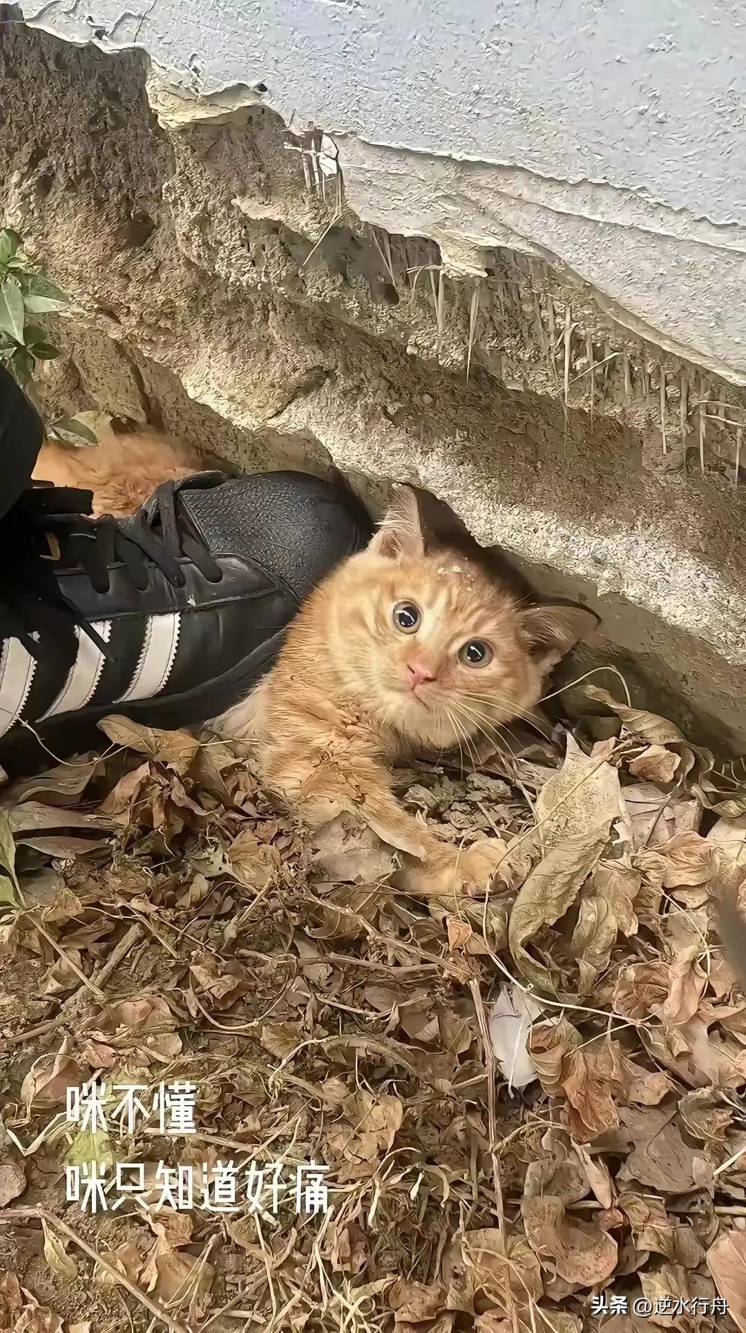 男子在公园看到一只流浪猫正在晒太阳，冲过去就用脚踩住小猫。小猫被吓住了茫然的看着