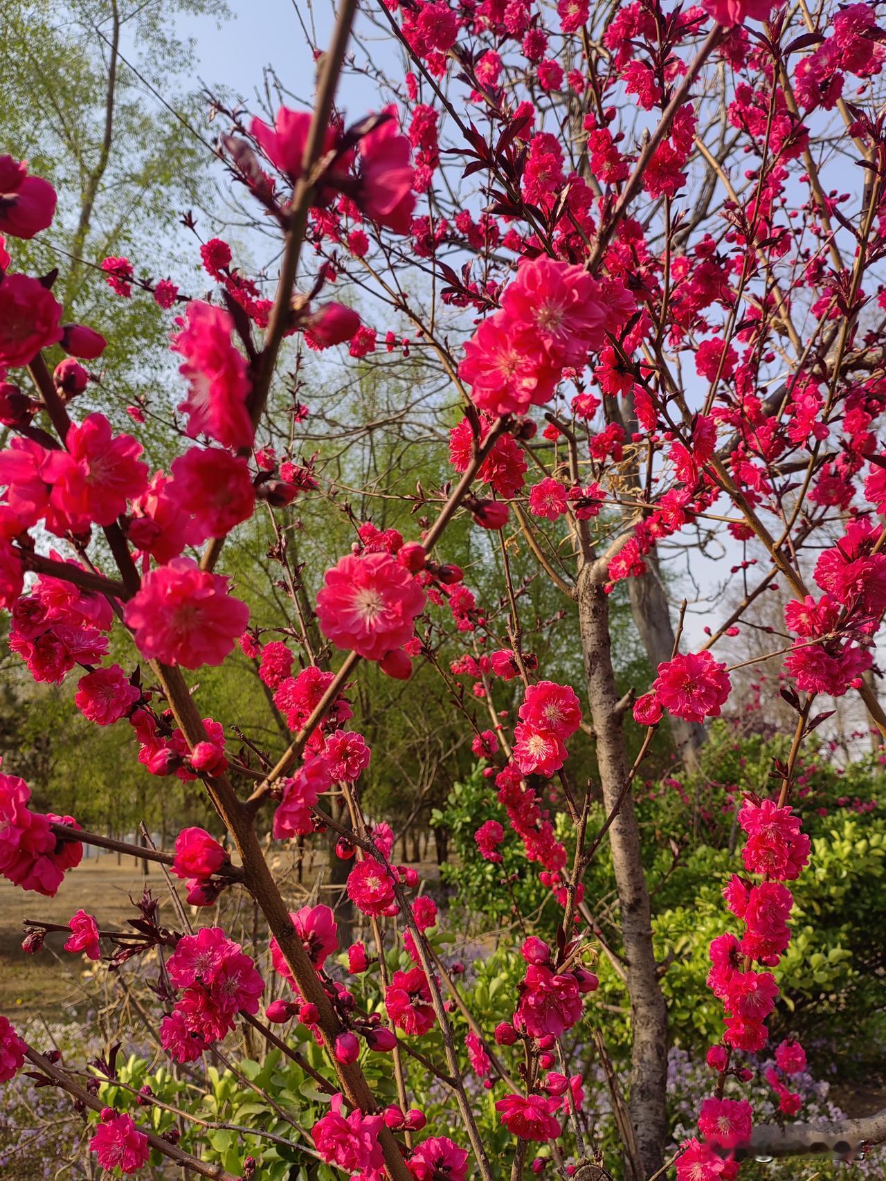 凡事业有成人品好的人，大都是极度坦诚的。

极度坦诚之人是很可怕的。

刚开始交