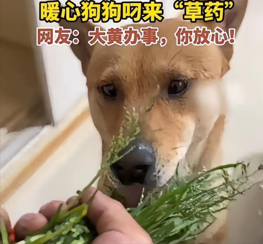 近日报道，浙江，一男子摔伤在家养伤，家里狗狗见主人卧床不起，竟从外面叼了一捆野草