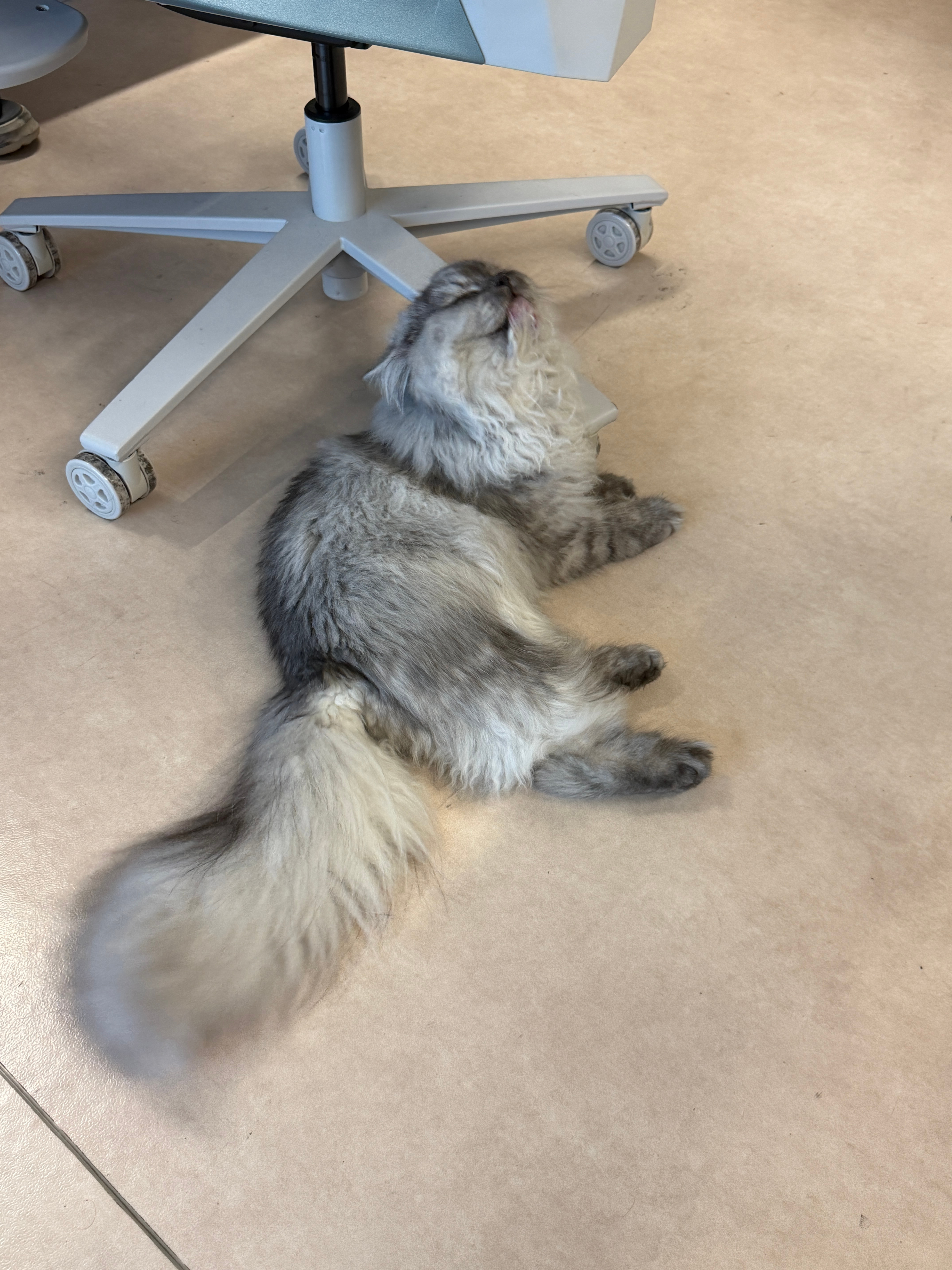 才多久没见！工作室小伙伴的小猫就长这么大只了，图1是之前拍的，那时还只有它现在尾