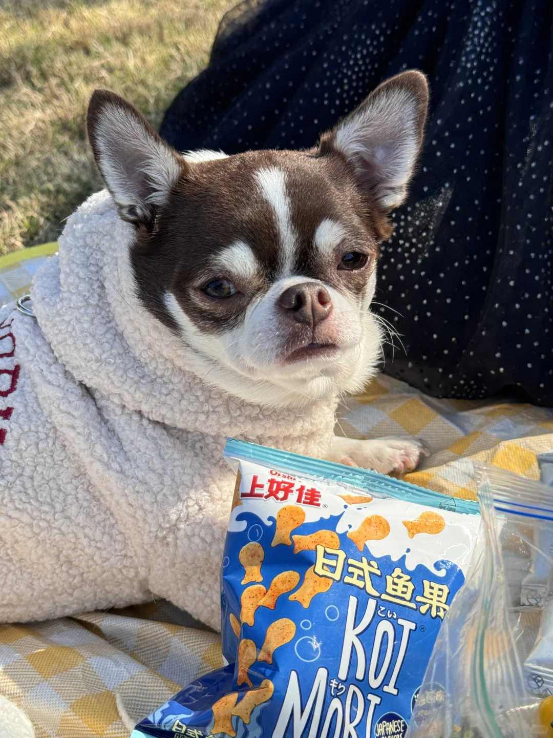 扑满和日式小鱼果｜小狗狗的周末生活