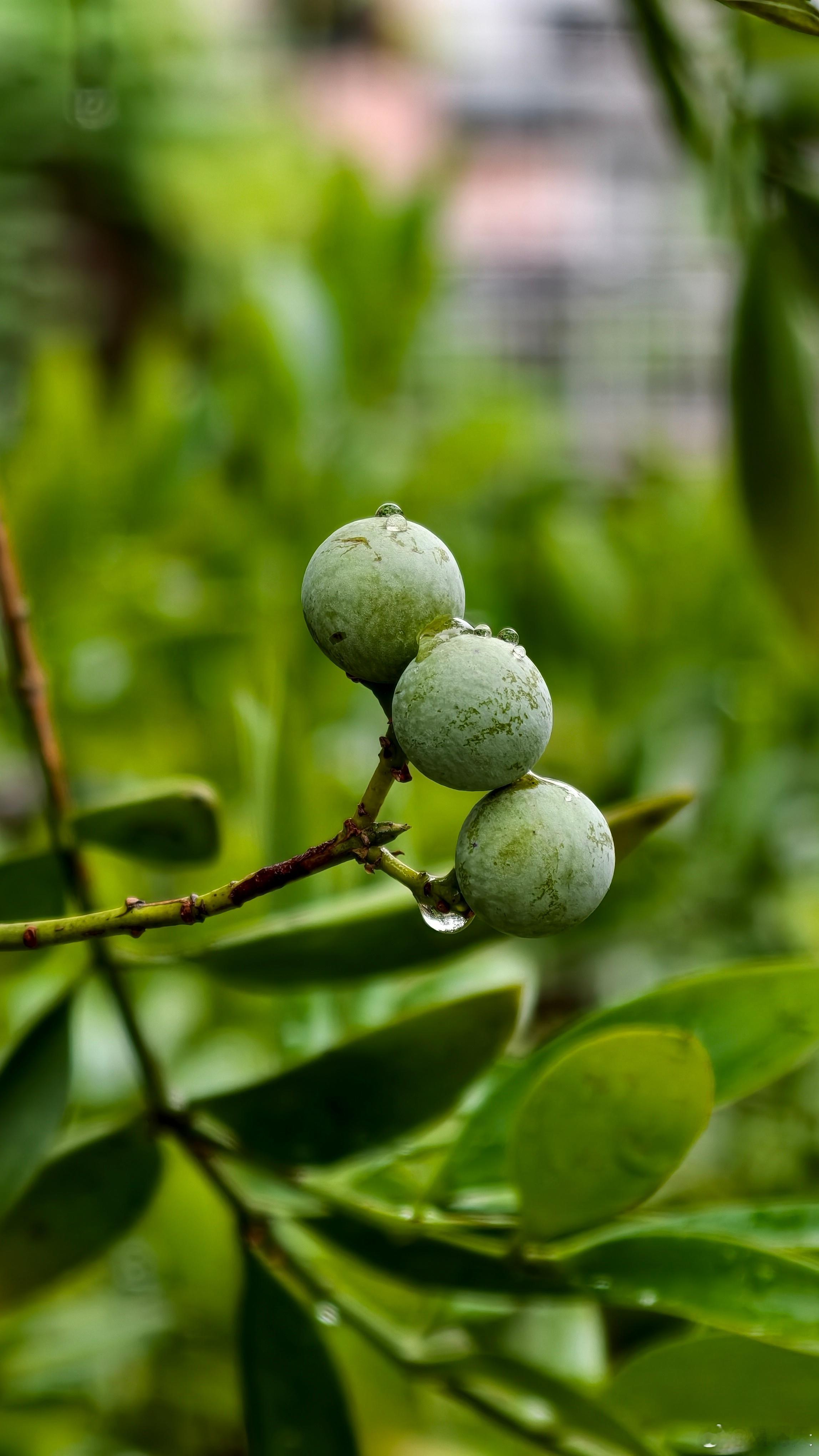 竹柏的果实 - 竹柏是古老裸子植物，俗称罗汉柴，叶片像竹叶，果子未成熟时是这种青