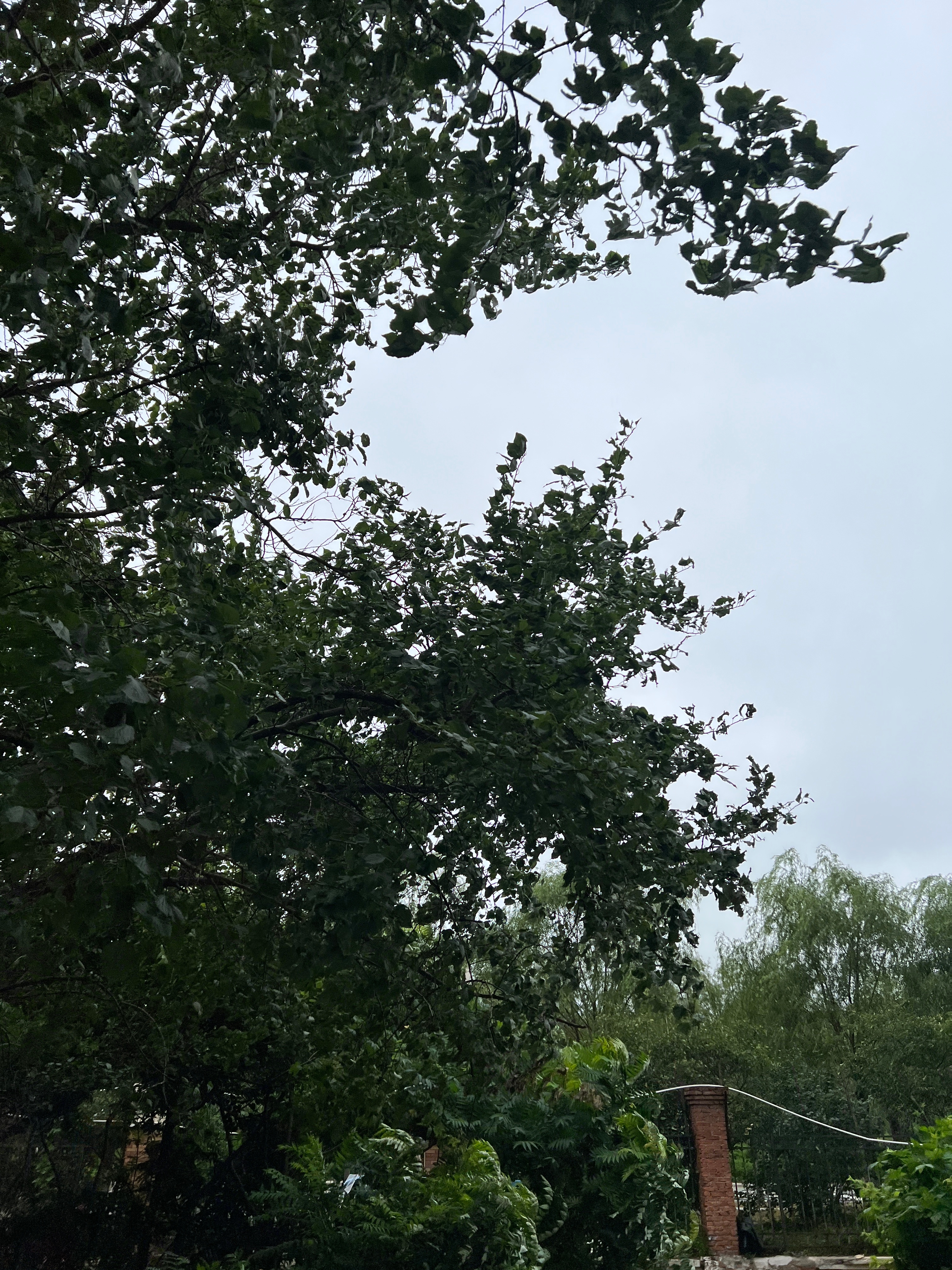 今早起来好冷，昨晚的雨应该还不算秋雨呀，出门没穿外套冻的我想回去穿，可惜时间来不