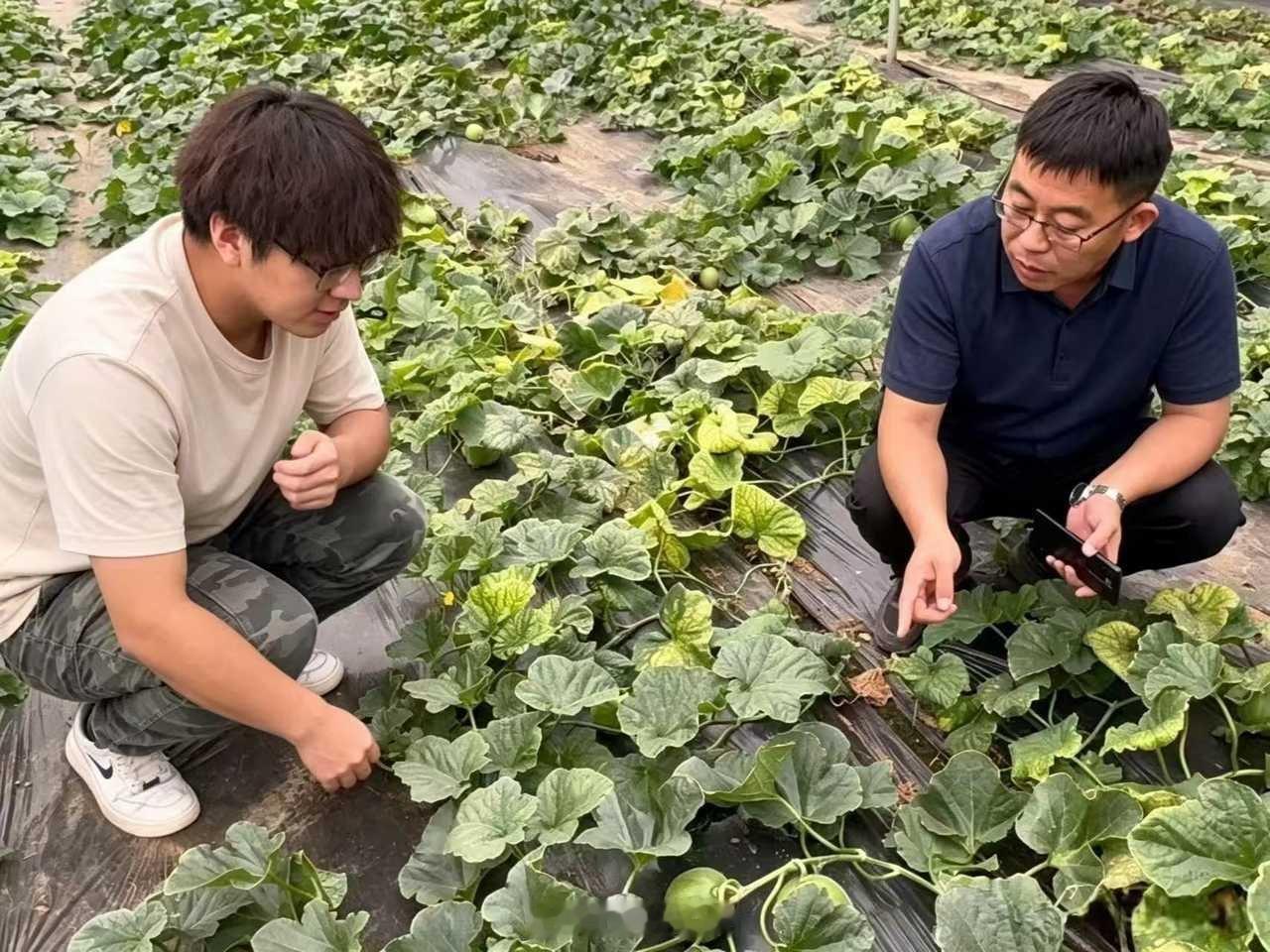大学生暑假社会实践青春三下乡 【馥瓜清甜,留韵新酿】      国家积极推动乡村