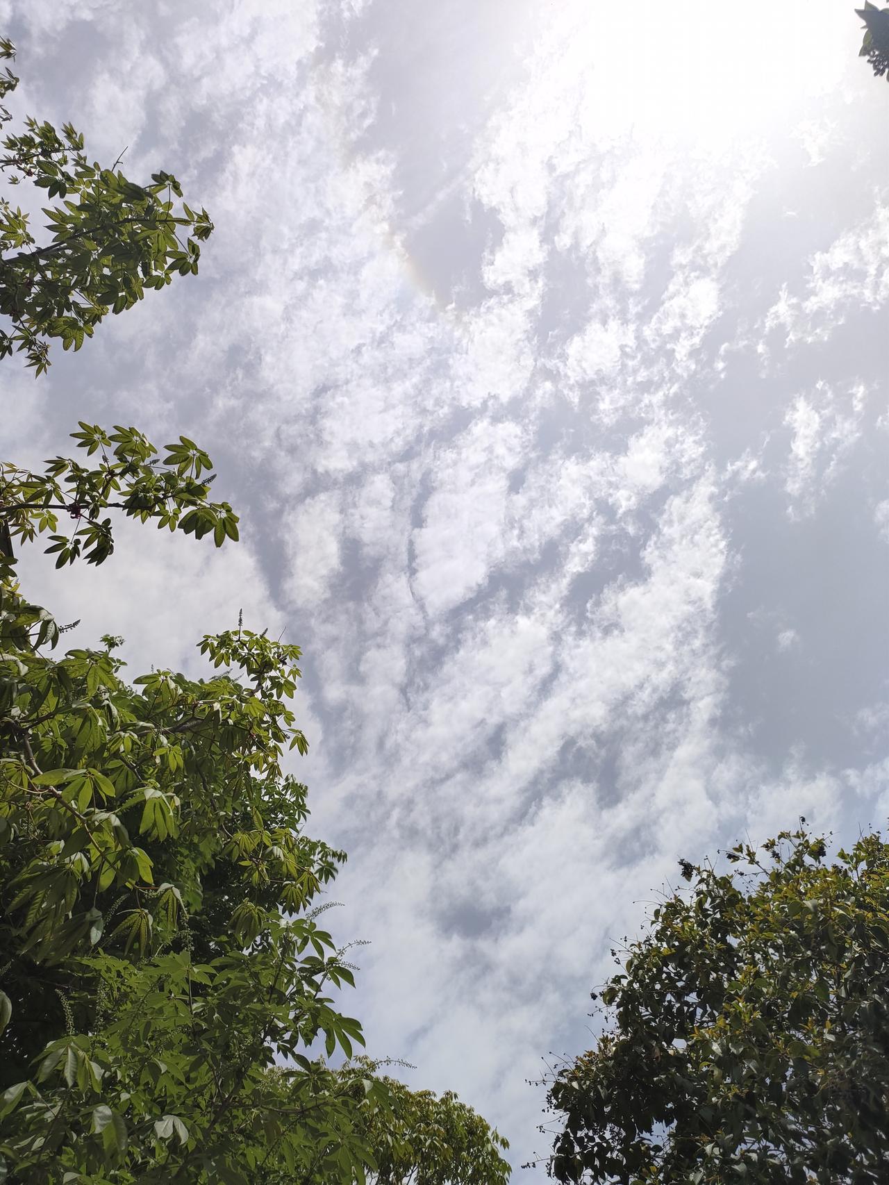 抬眼撞见这片澄澈的蓝，云絮像被风揉碎的棉絮，轻轻铺在天际。枝叶肆意舒展，层层叠叠