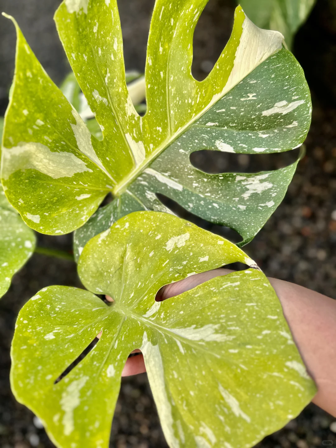 手捧花的状态与色彩，极致搭配。
