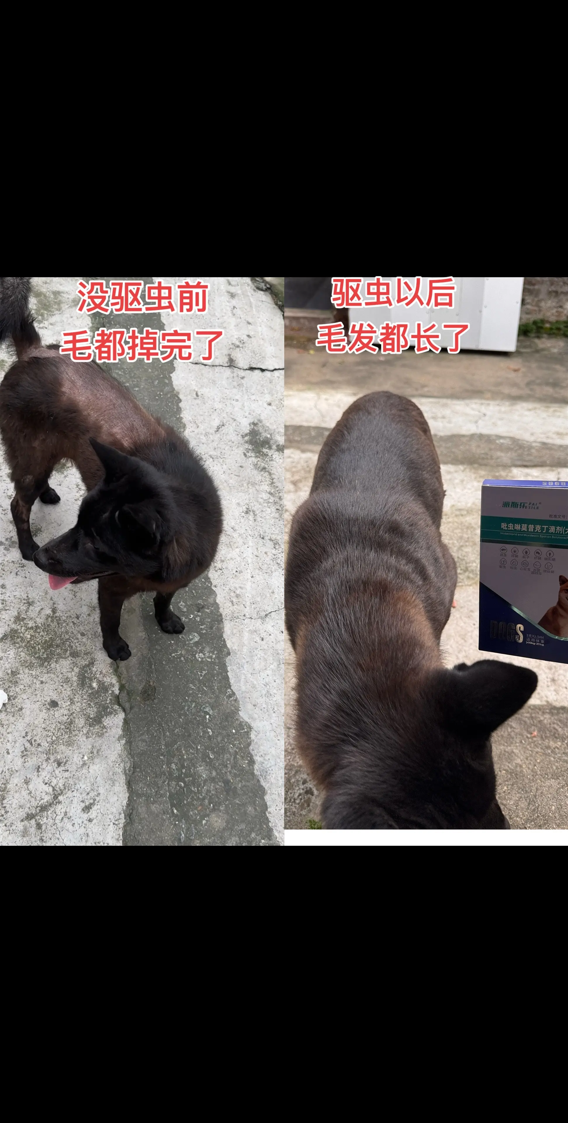 邻居家的狗狗有严重的皮肤问题，他的毛发都已经掉光了，因为他没有驱虫，我...